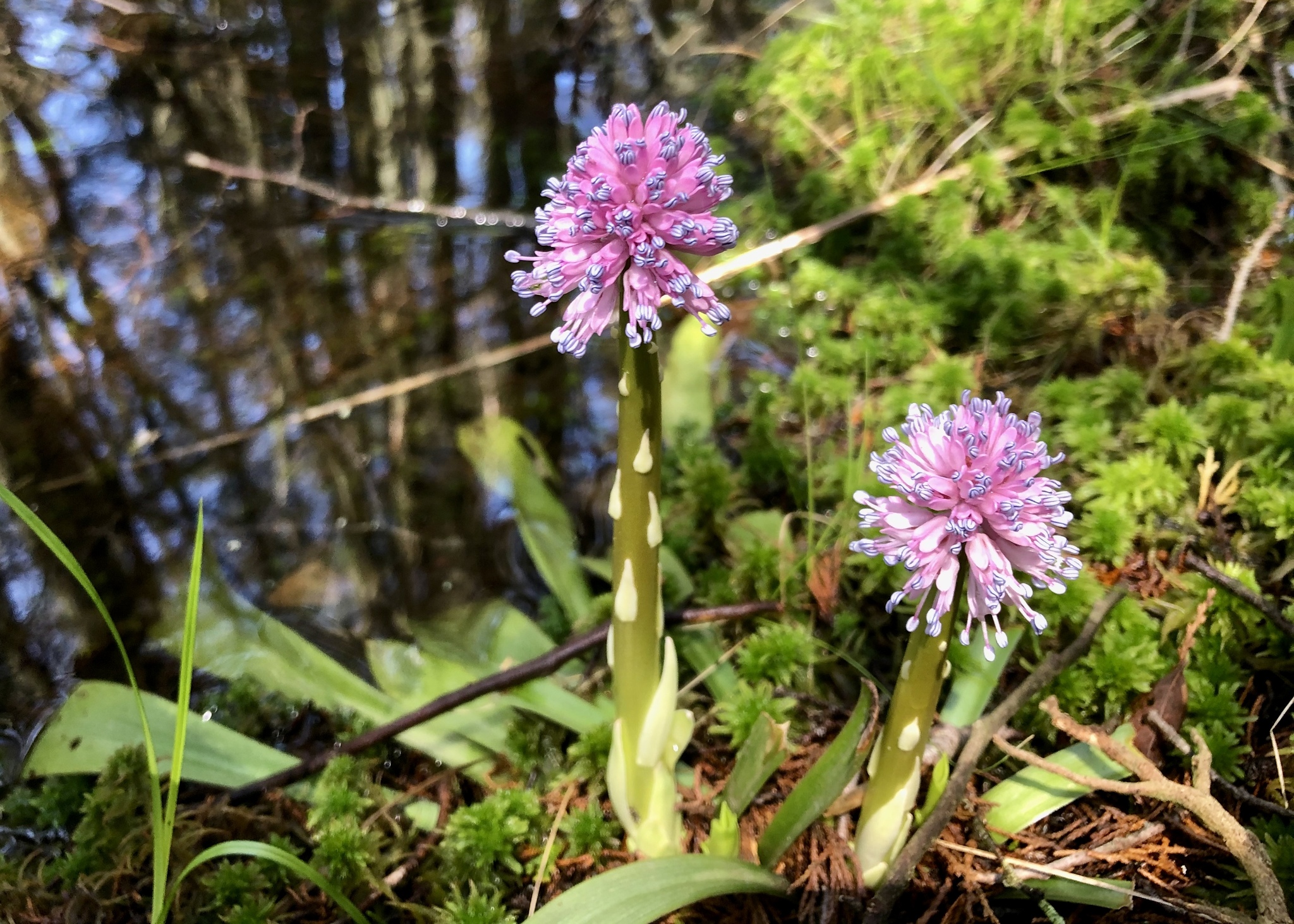 The electric pink flower of Swamp pink (Hellonias bullata) growing on the edge of a stream in an Atlantic white cedar swamp.