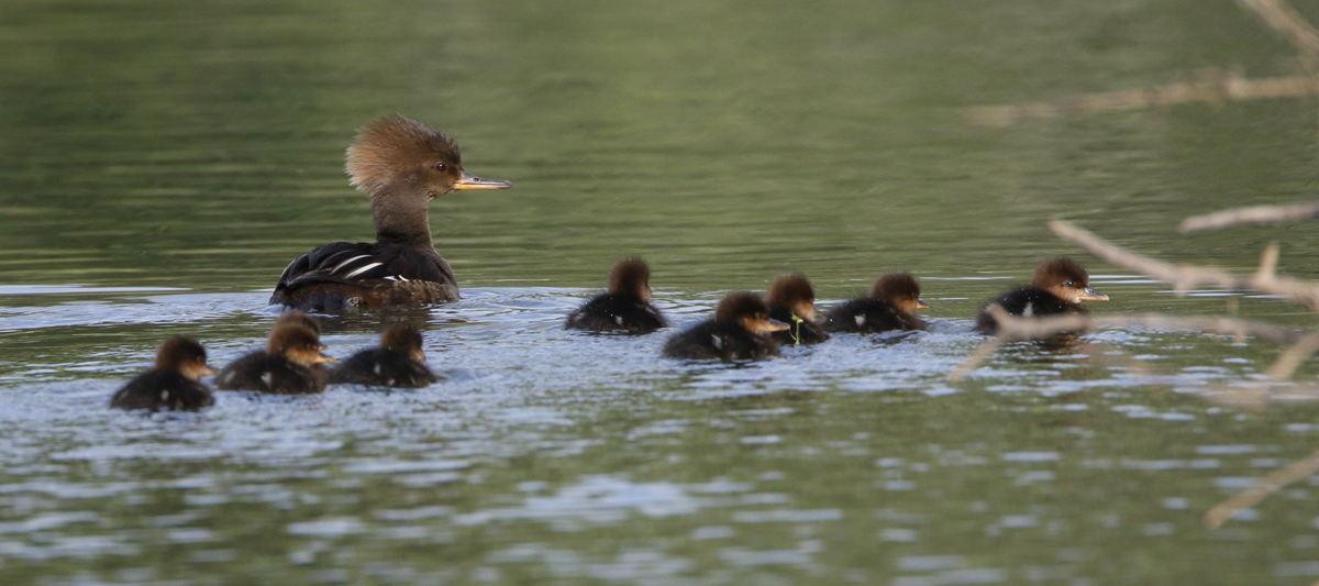 A brood of mergansers swims in an estuary