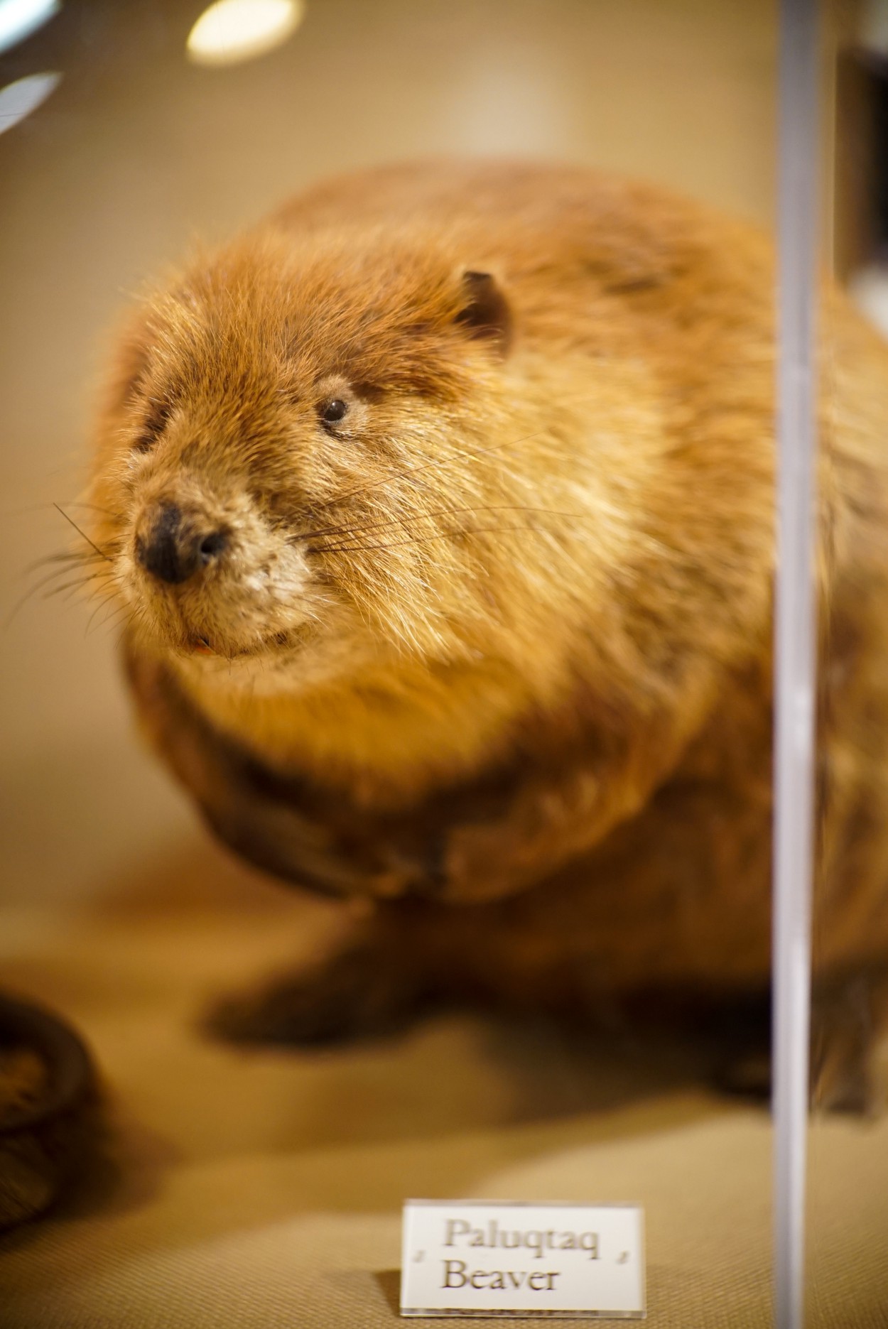 a taxidermied beaver