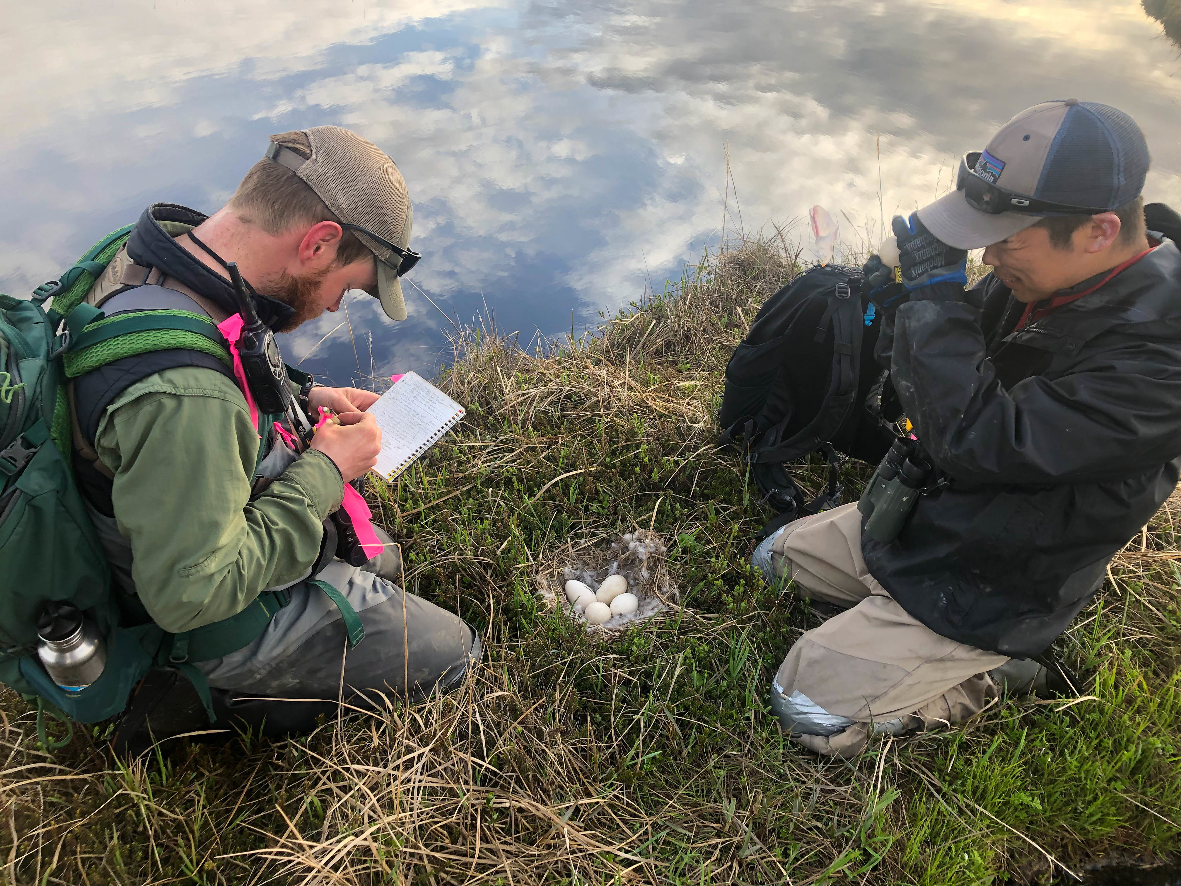 Two men at a tundra nest taking data