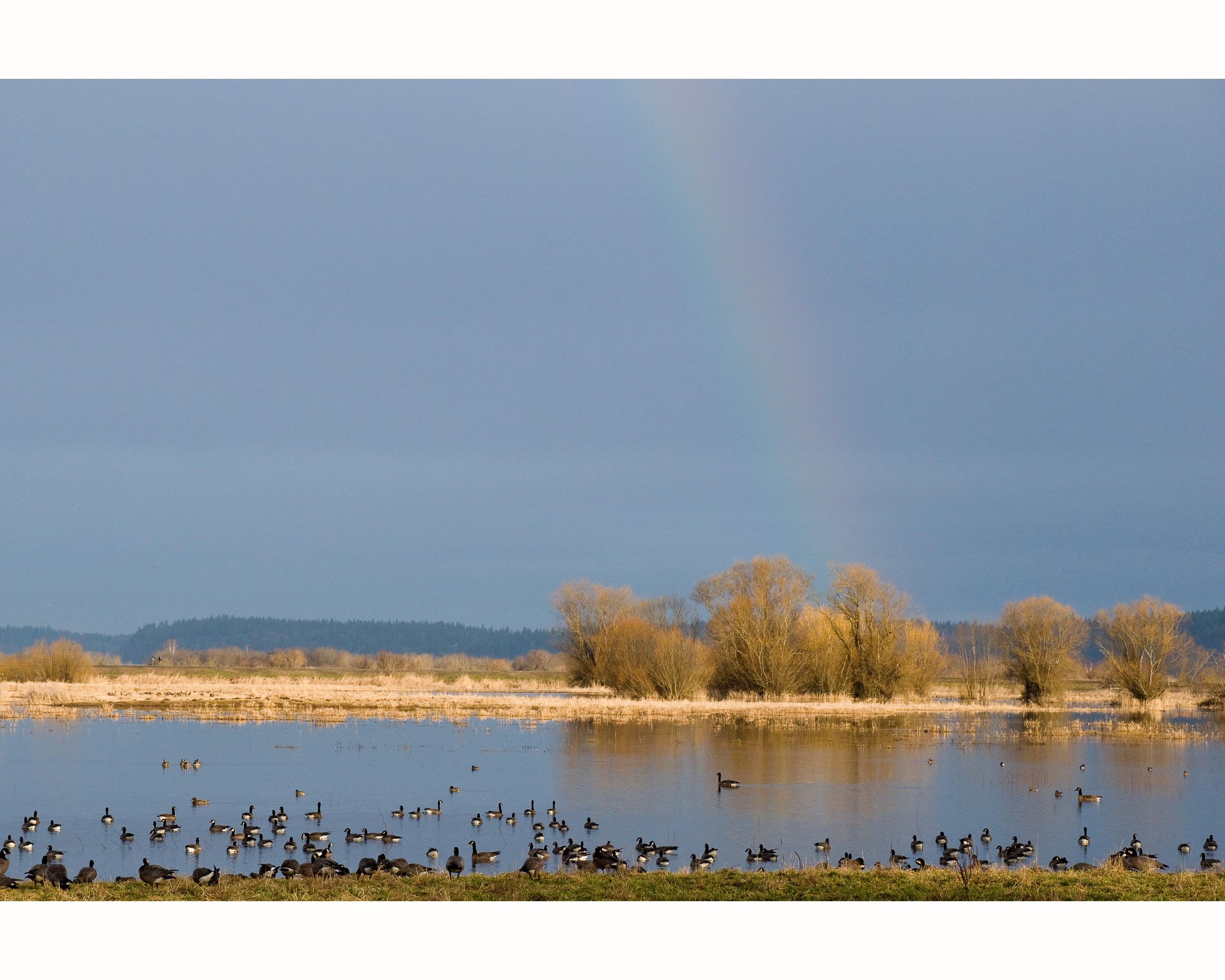 A rainbow shines over the freshwater wetlands at Billy Frank Jr. Nisqually National Wildlife Refuge where Canada and cackling geese rest and forage.