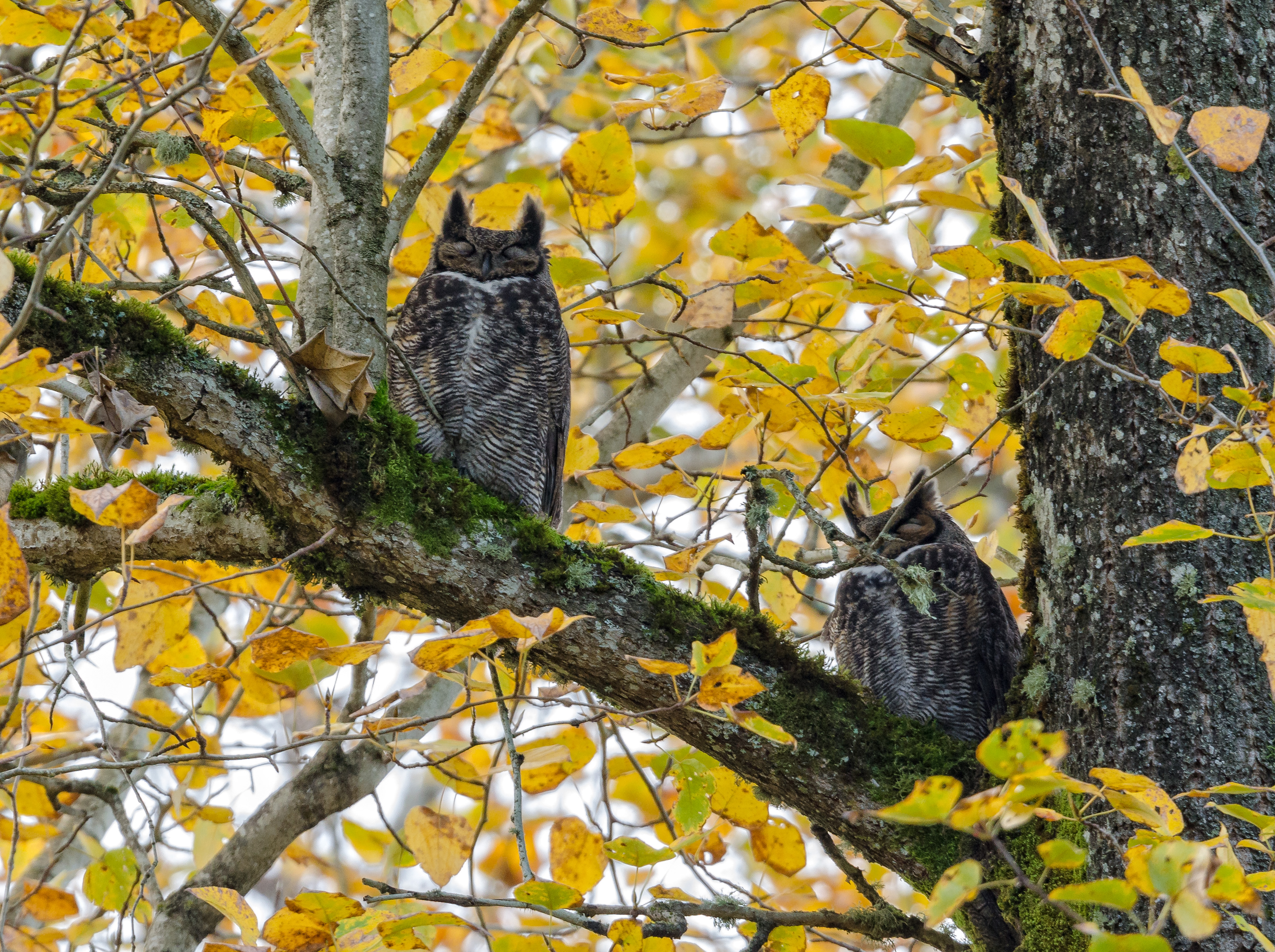 Two great horned owls perched in a tree with yellow, fall leaves