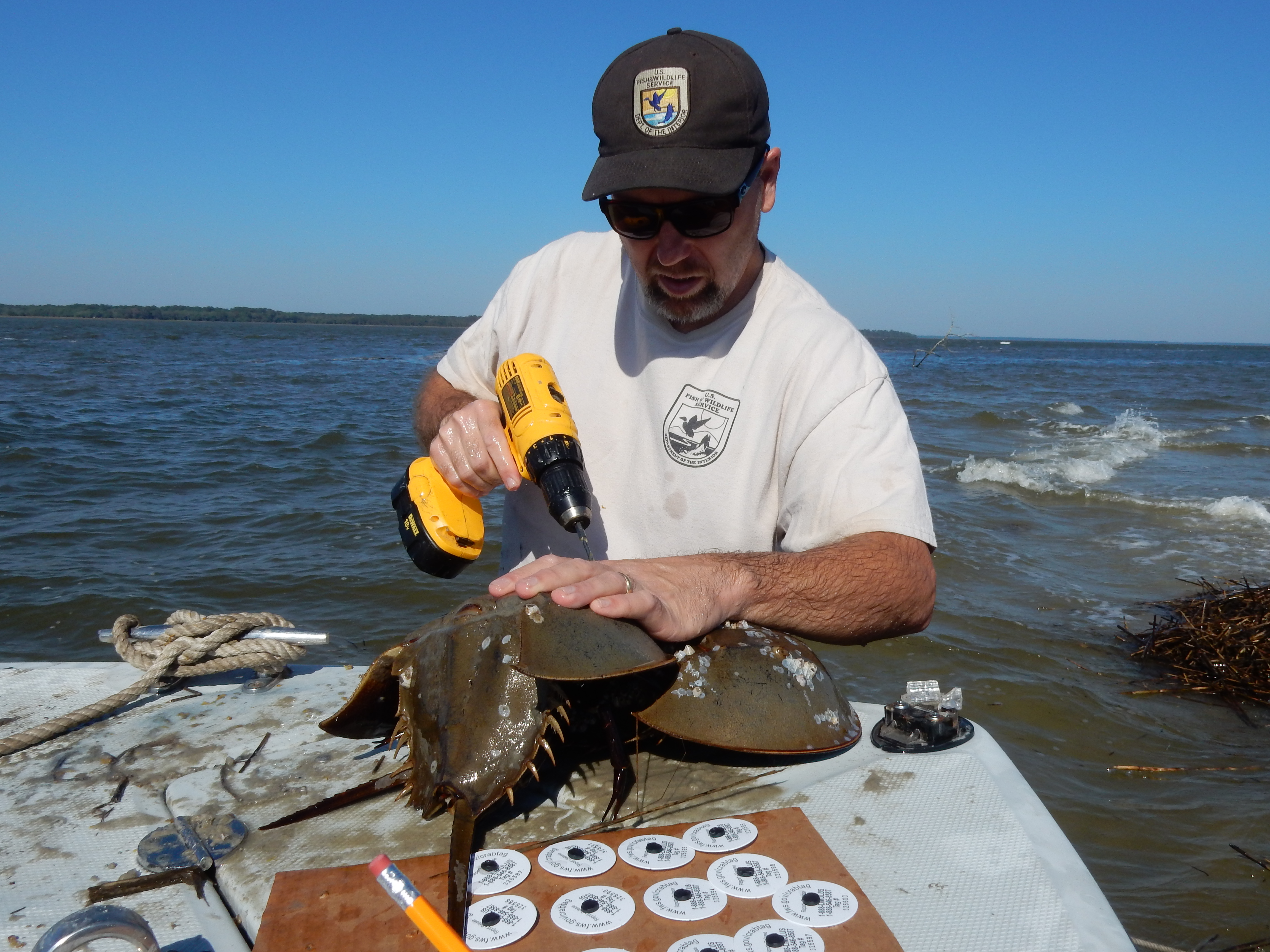 USFWS Biologist tagging horseshoe crabs