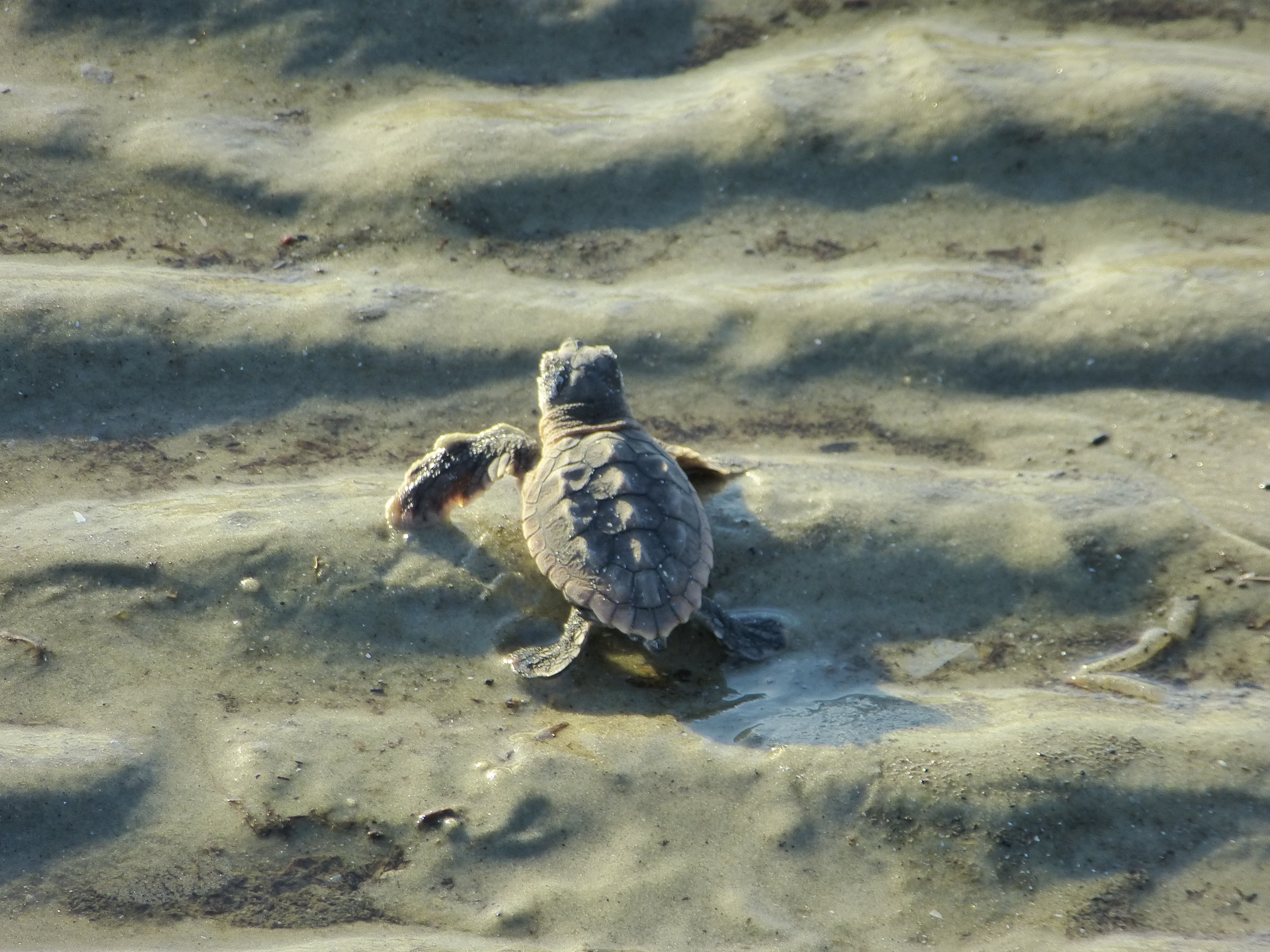 Baby loggerhead turtle crawls over waves of sand.