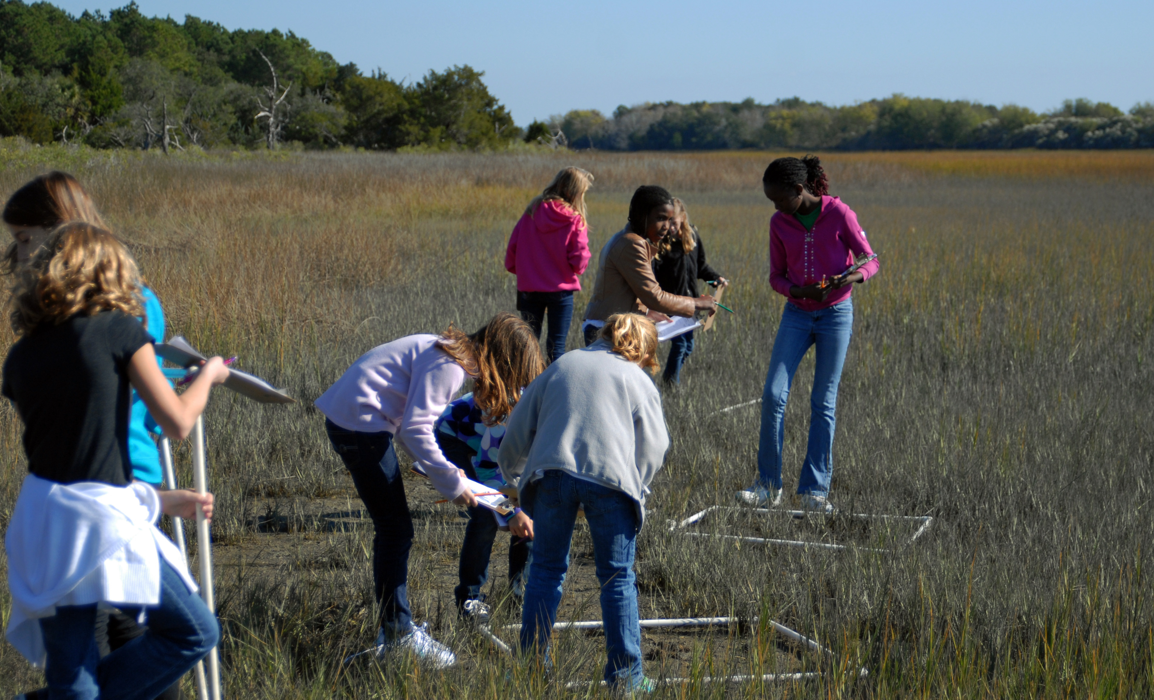 Nine students are in the salt marsh using transects to conduct a marsh crab count.