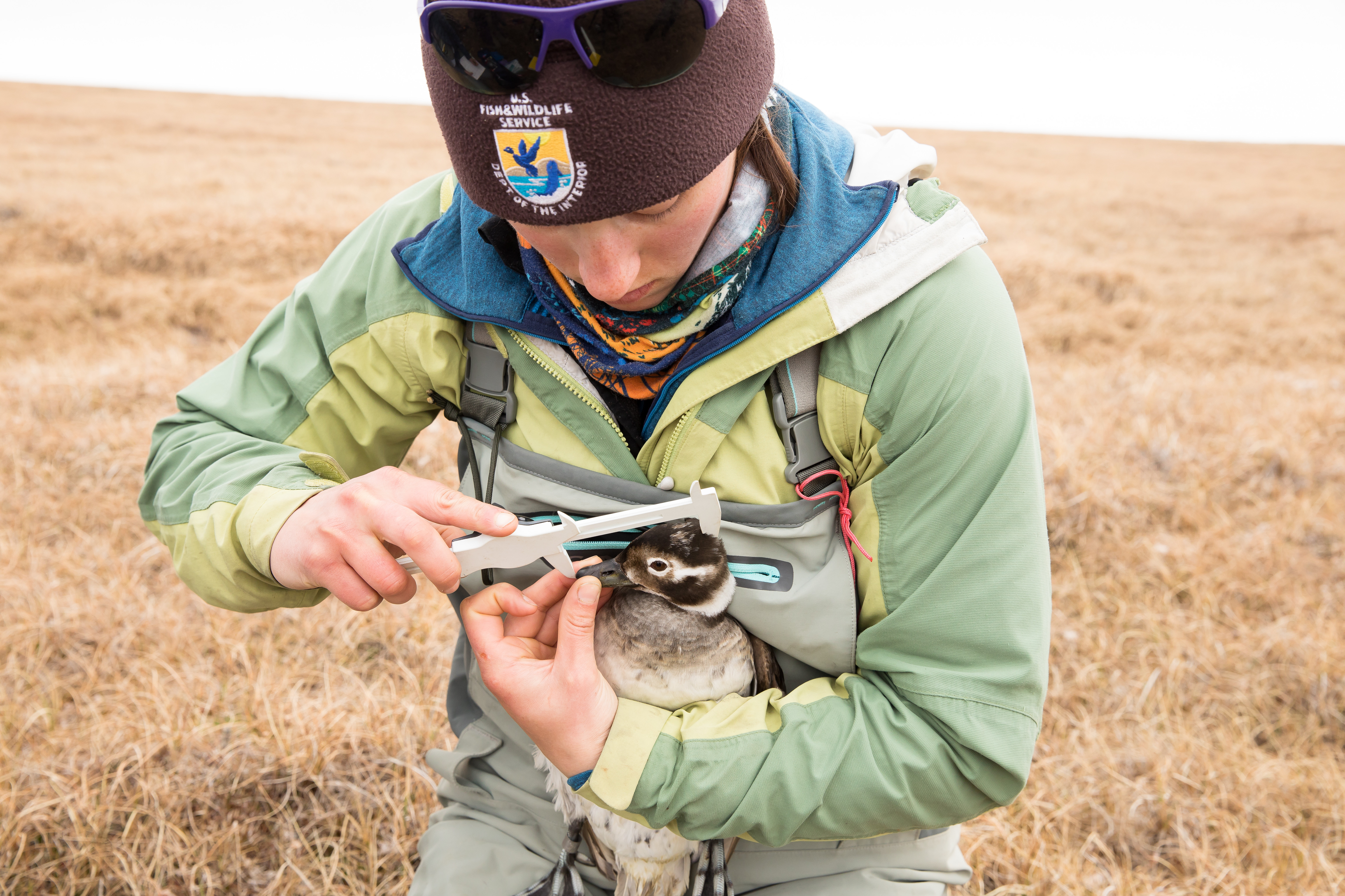 Woman measuring the head of a long-tailed duck