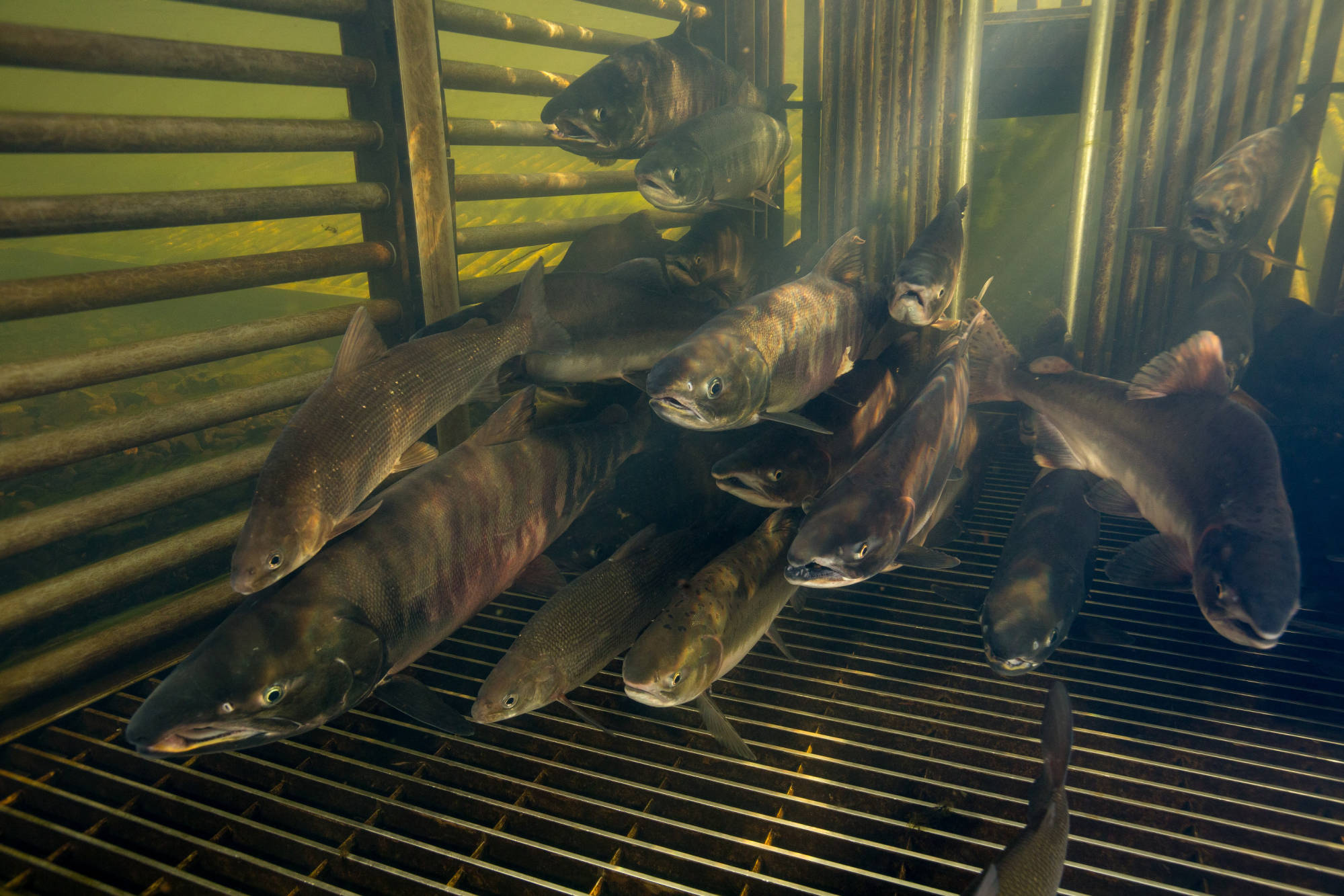 salmon and whitefish school in the trap box of a weir in Alaska. 