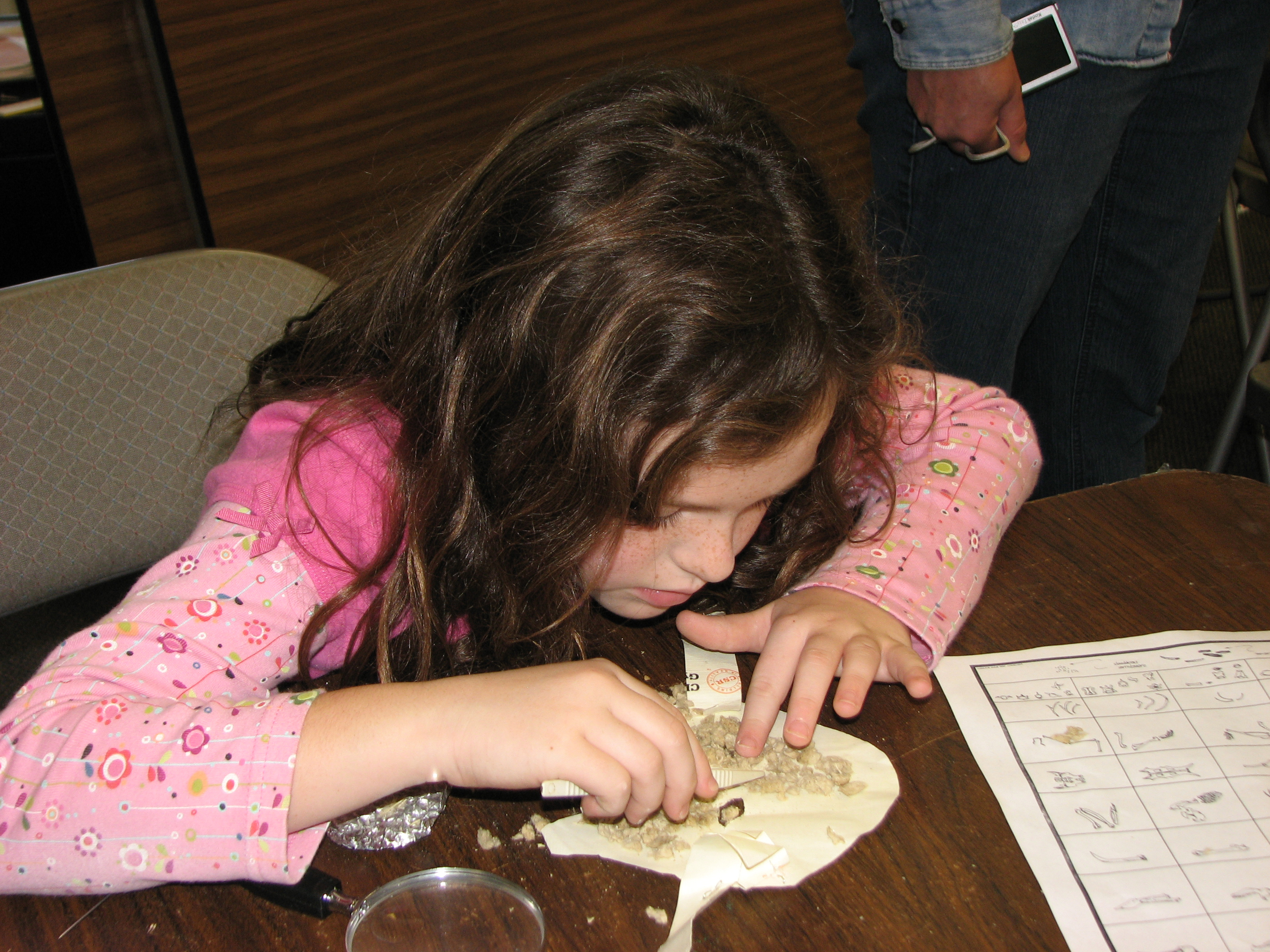 Young girl is dissecting an owl pellet during an owl discovery program.
