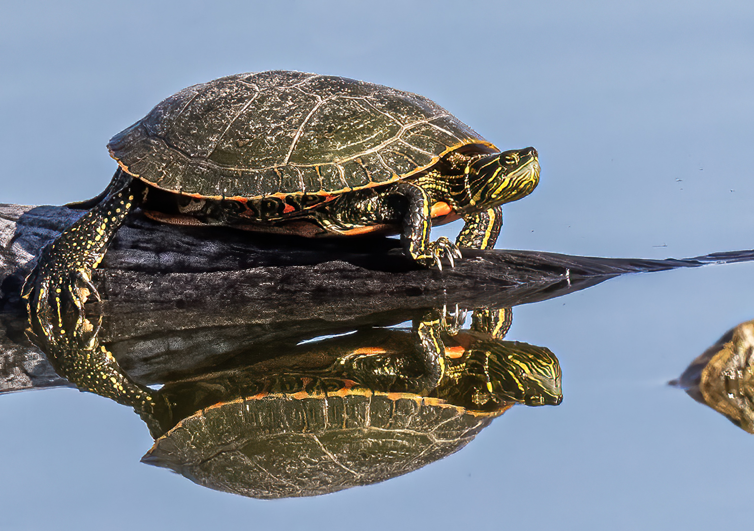 painted turtle sunning on a log