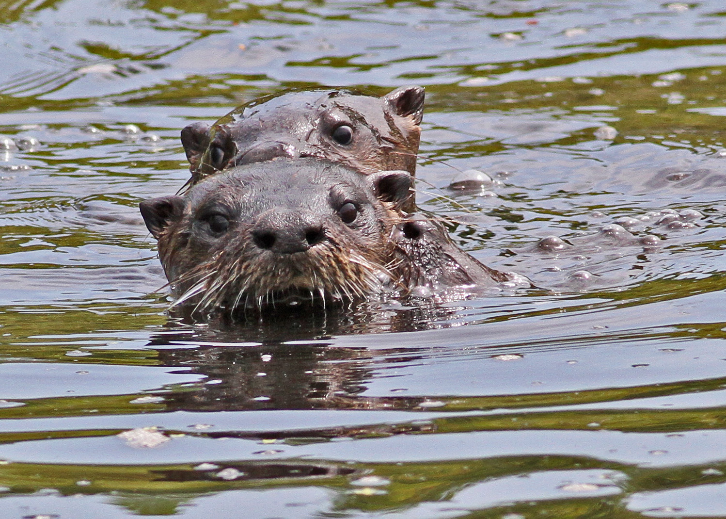 Two river otter swimming with only their head above water.