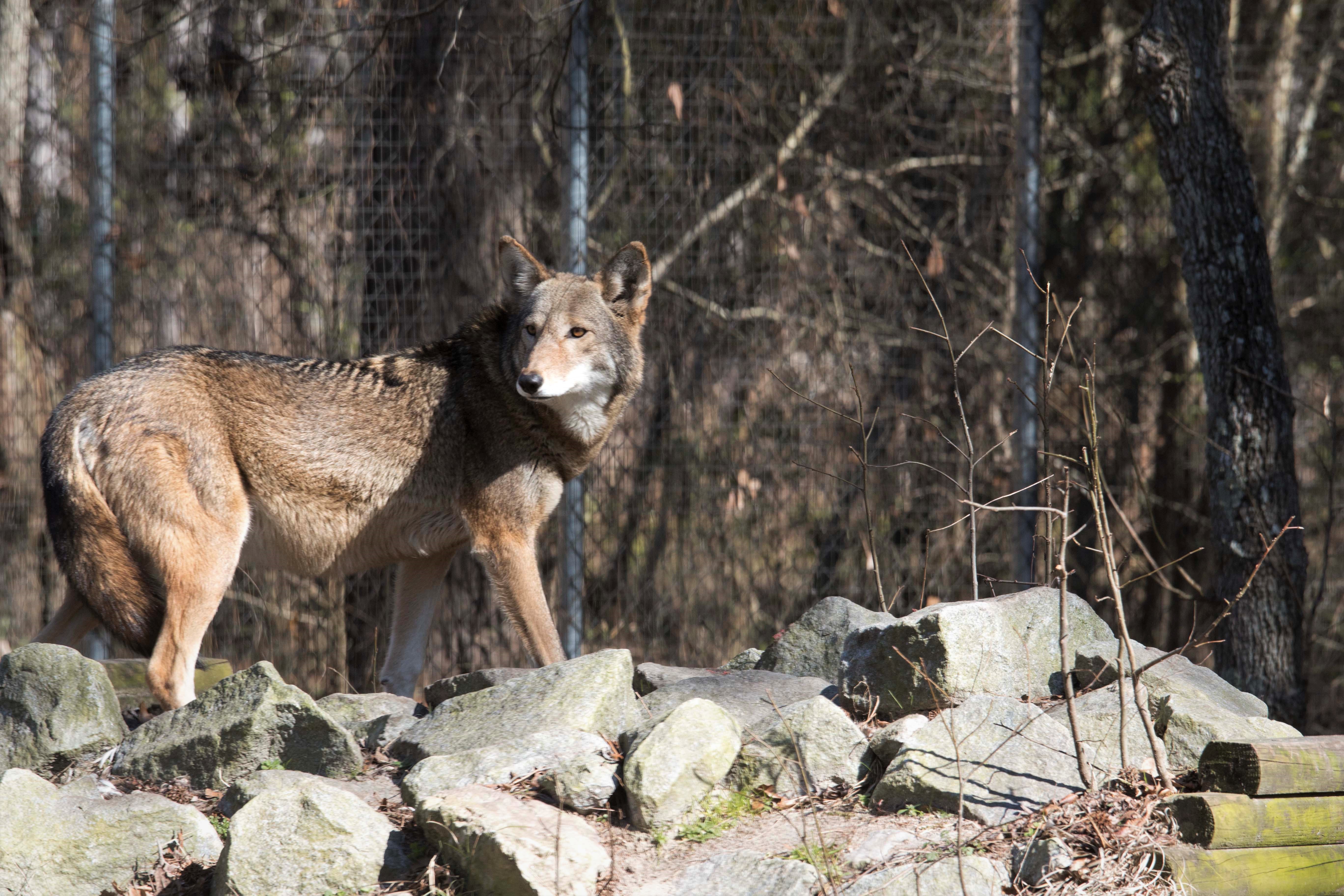 Red wolf stands on large riprap boulders in the wolf enclosure at the Sewee Center