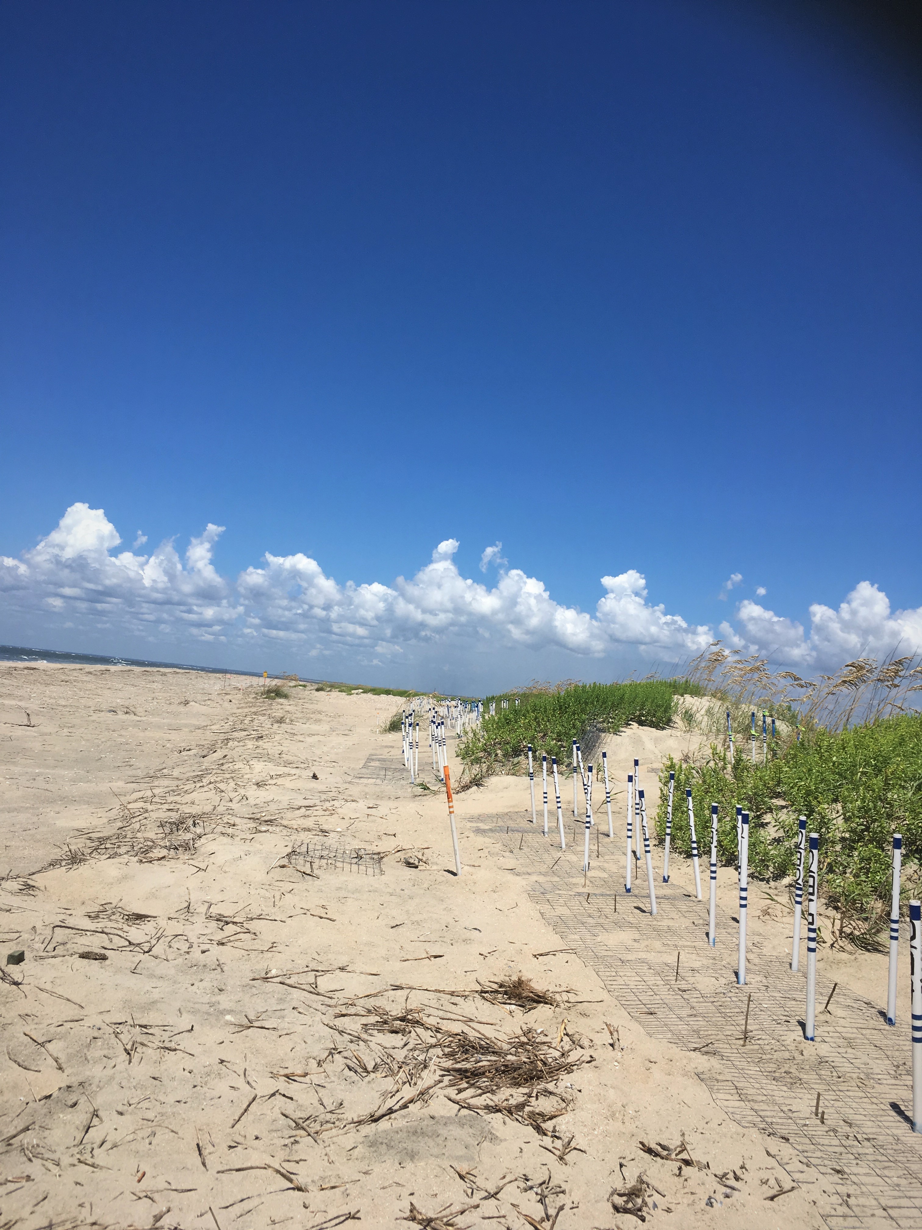 Relocated Loggerhead nests on the beach, marked with numbered poles and wire laid on top of nests on the sand, are lined up close to the dunes as far as the eye can see. 