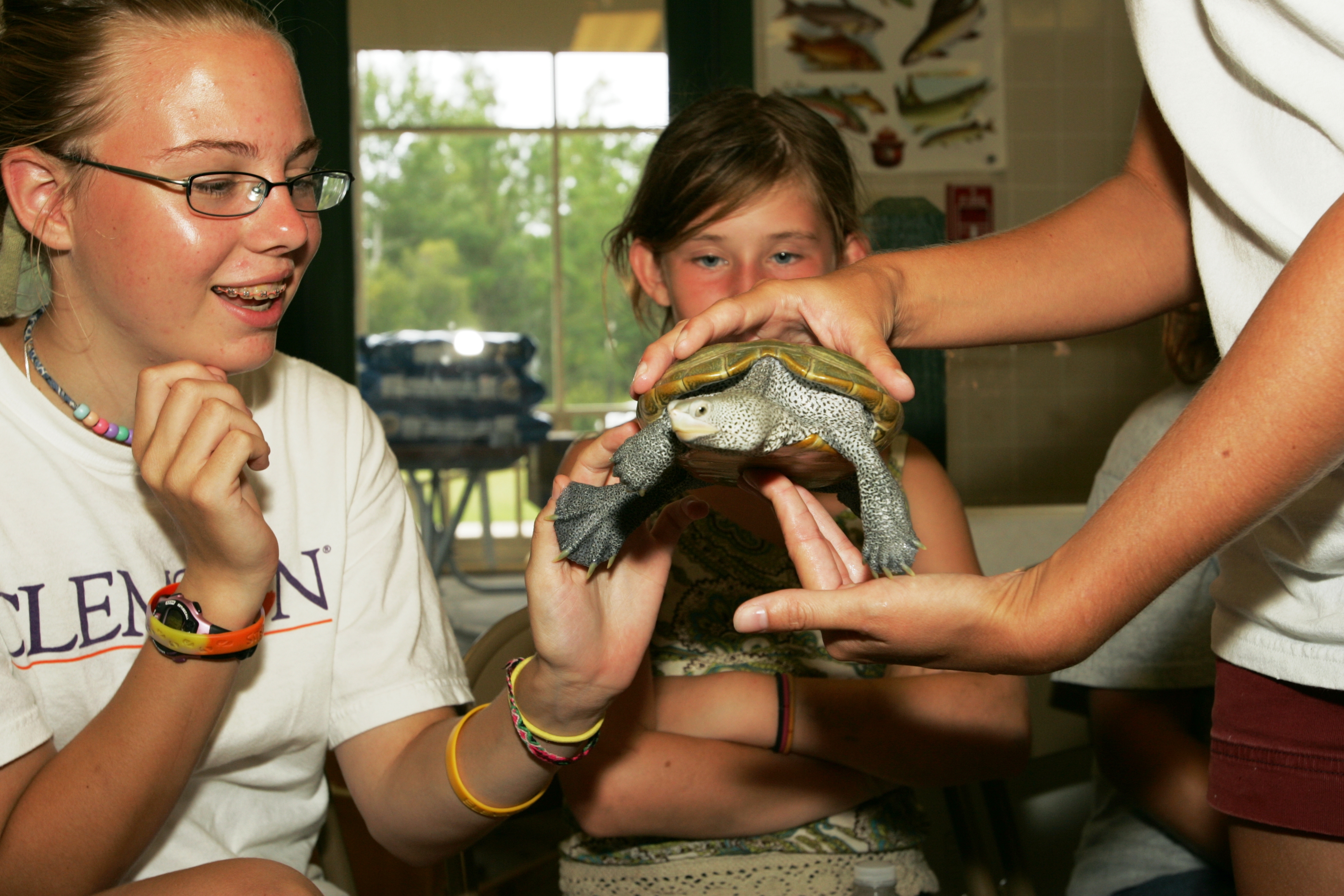 Two young girls in a reptile class are learning about native turtles. One girl touches the diamondback terrapin held by the educator as the other girl looks from behind the turtle.