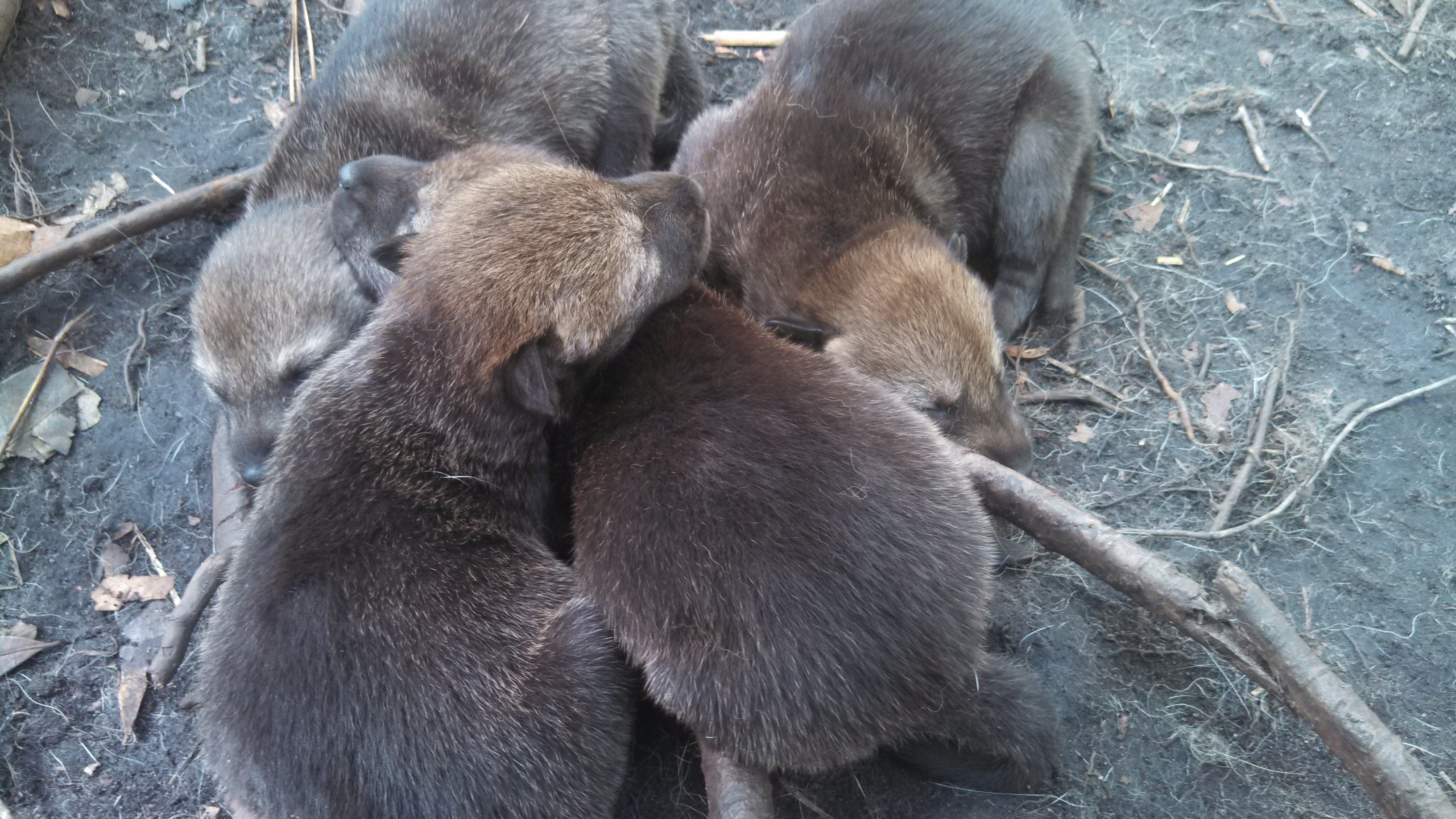 Red wolf Lilly's four newborn pups huddled together. Pups were born in 2014 at Sewee Center