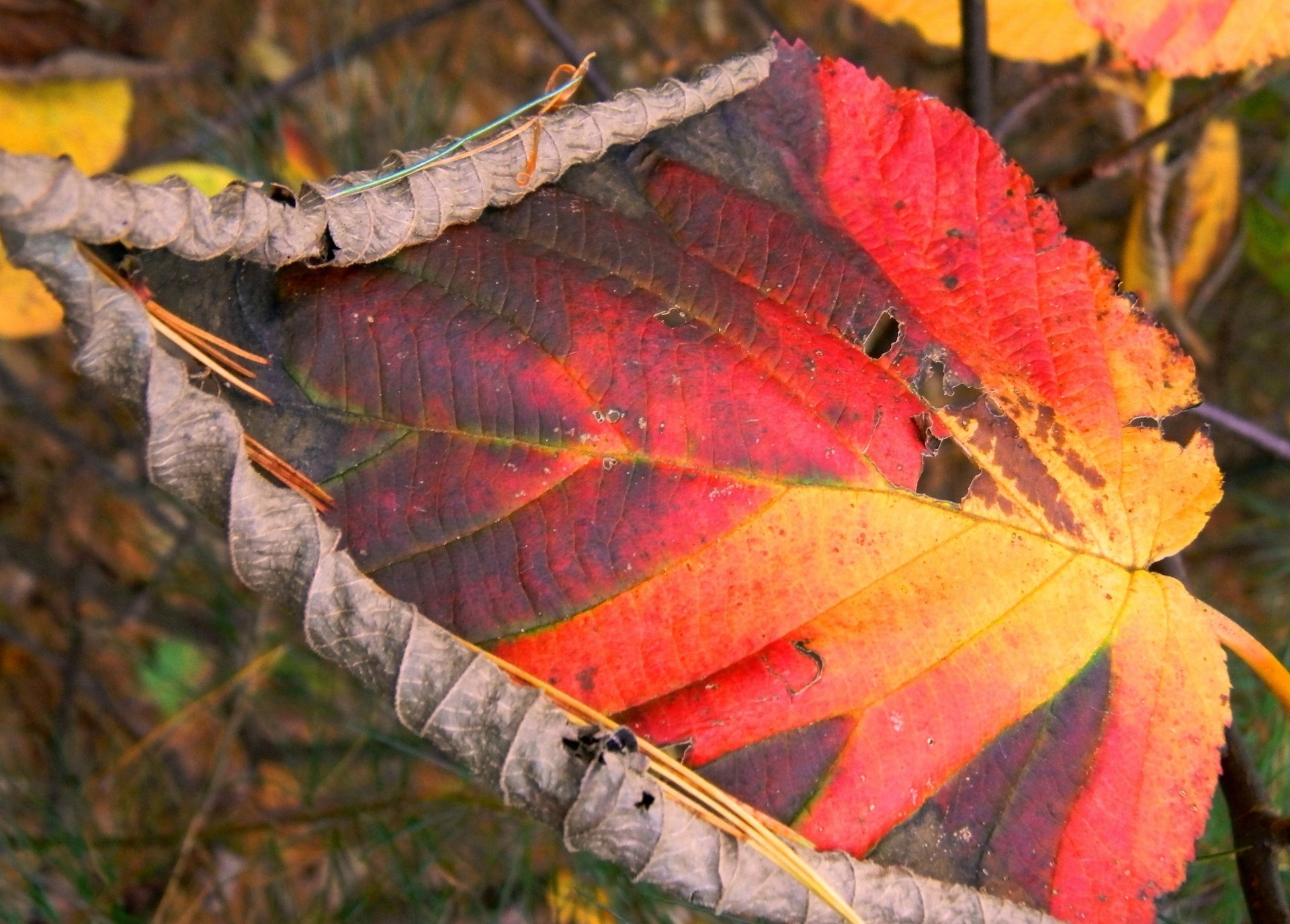 Close-up of a single large autumn leaf whose colors are yellow, red, orange and brown