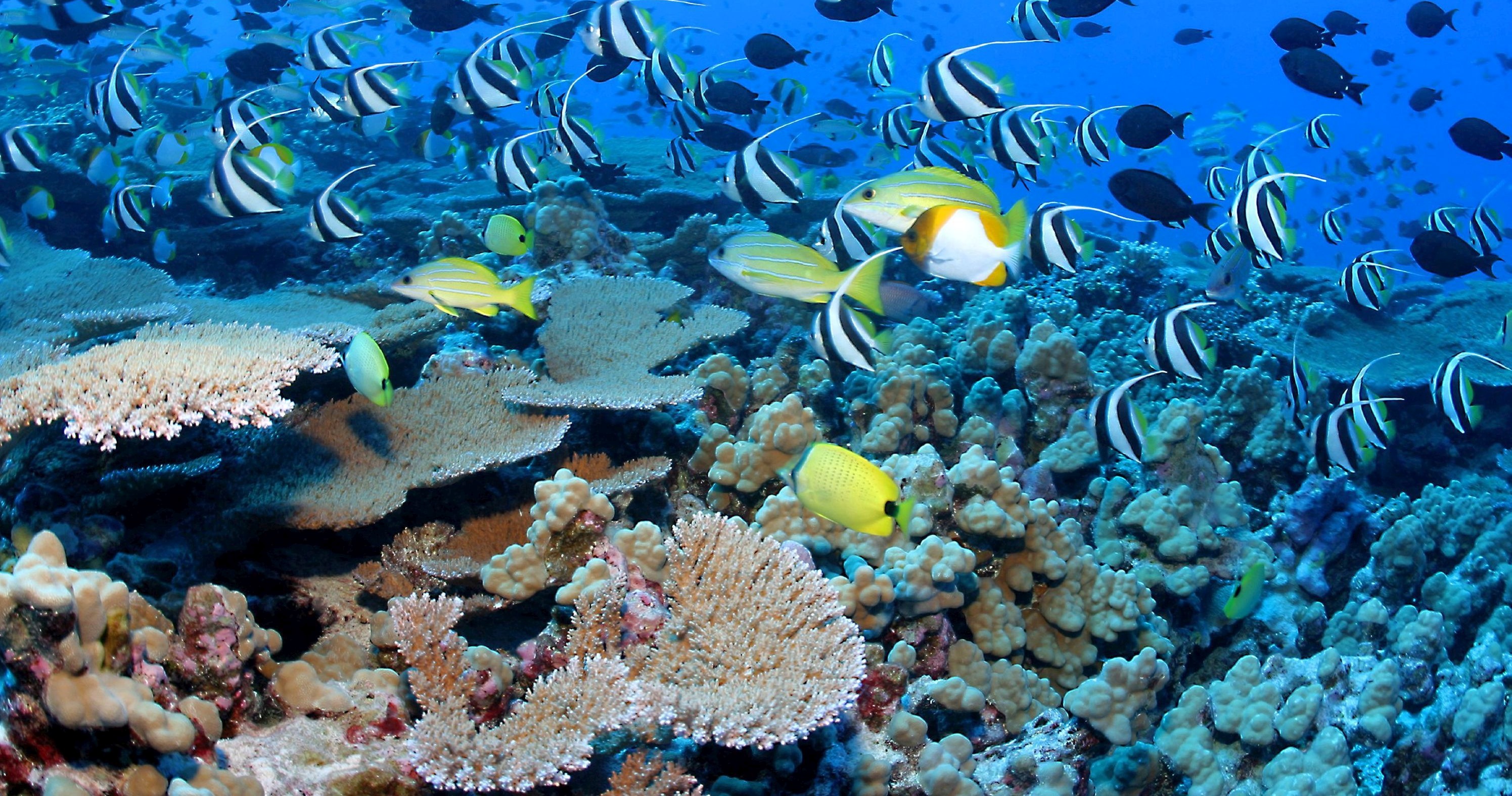 Colorful fish in deep blue water swim over a coral reef