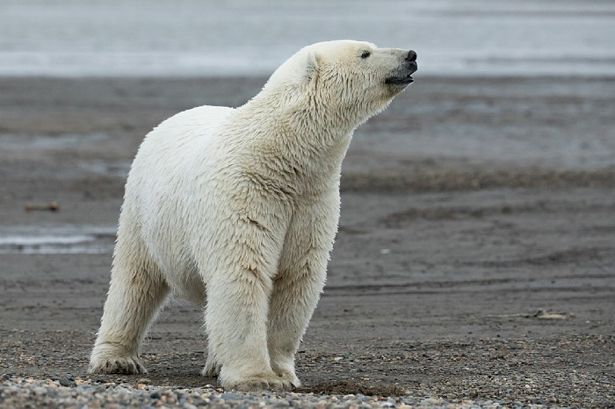 An adult polar bear with head lifted to the side, sniffing the air.