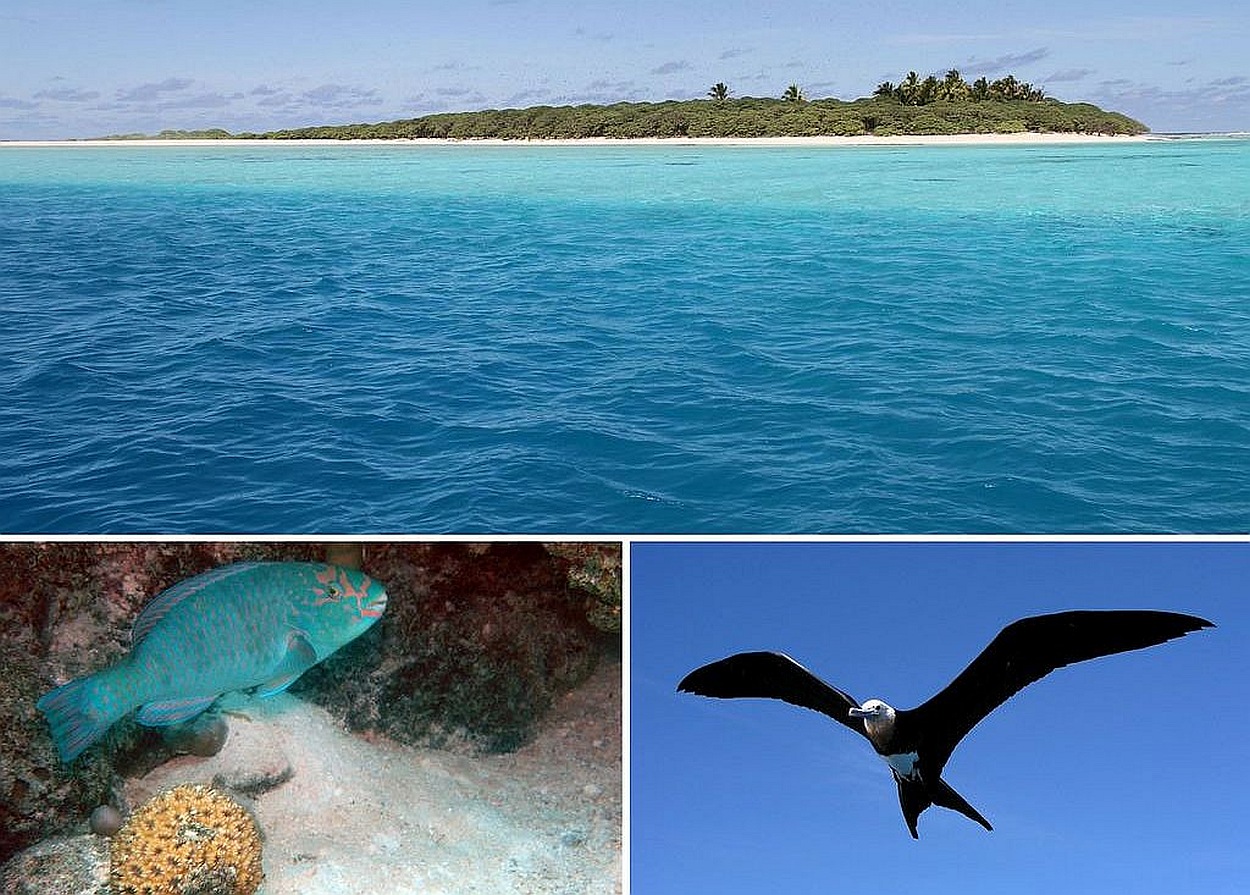 Collage of three photos: long view of the atoll, a blue fish underwater, a seabird in the air