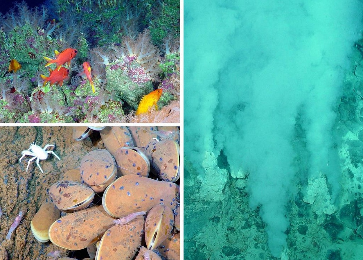 Collage of three photos: crabs and shrimp underwater, white fish and tan mussels underwater; an aqua-blue underwater steam vent