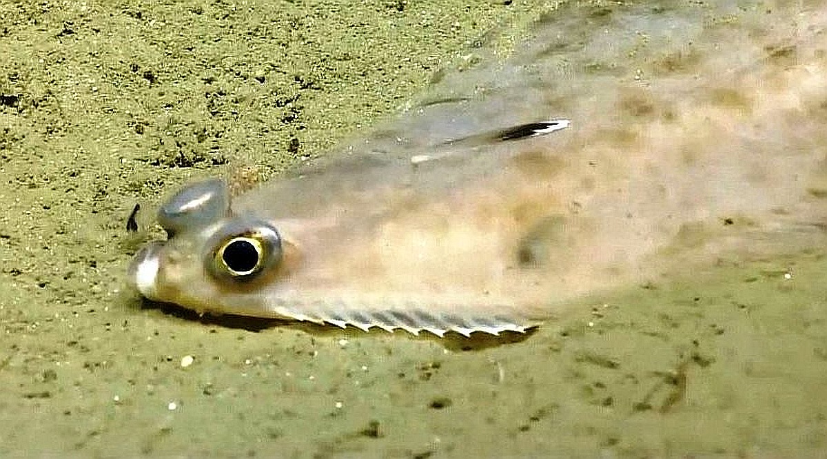 A tan fish with big black eyes move across loose tan-green sand underwater