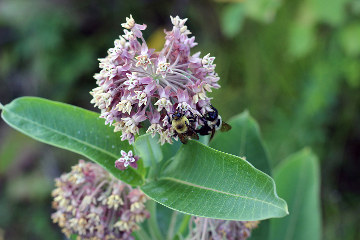 Bees on common milkweed.