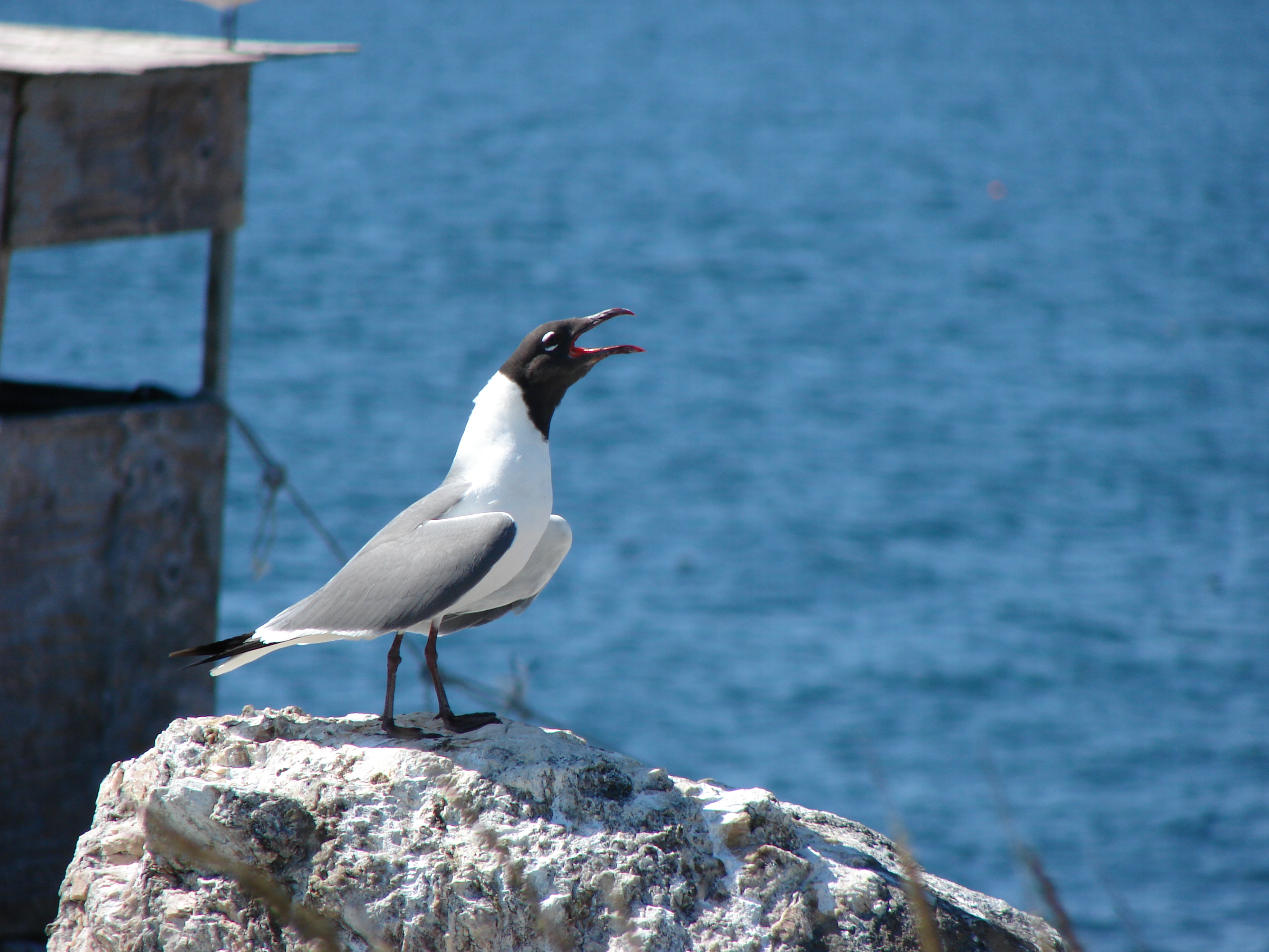 the laughing gull
