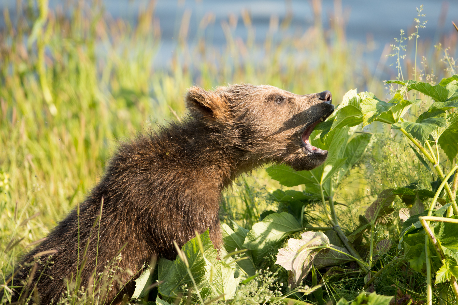A small brown bear cub leans in to eat a wild cow parsnip leaf.