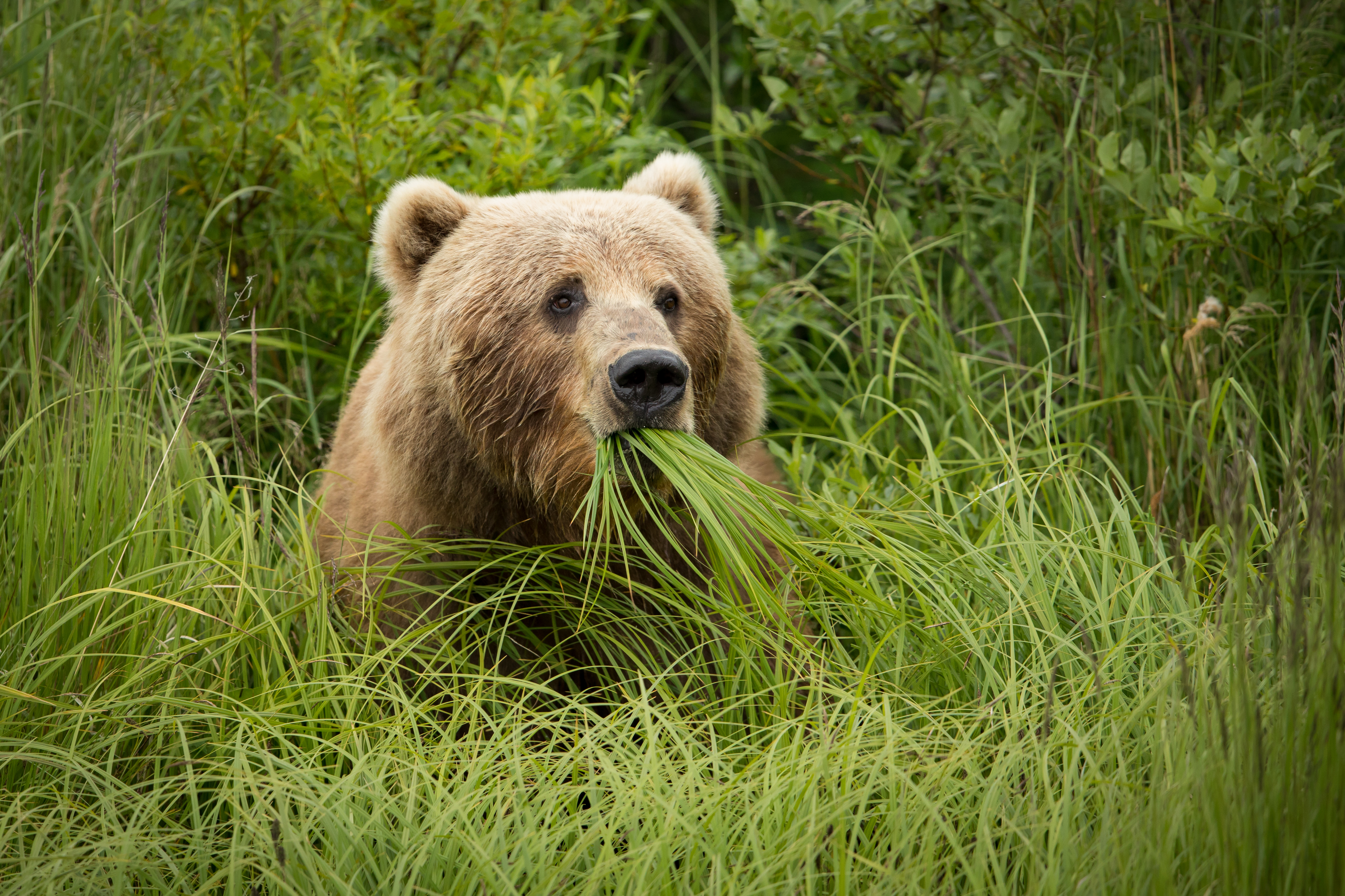 Female Kodiak brown bear with a mouthful of green sedges