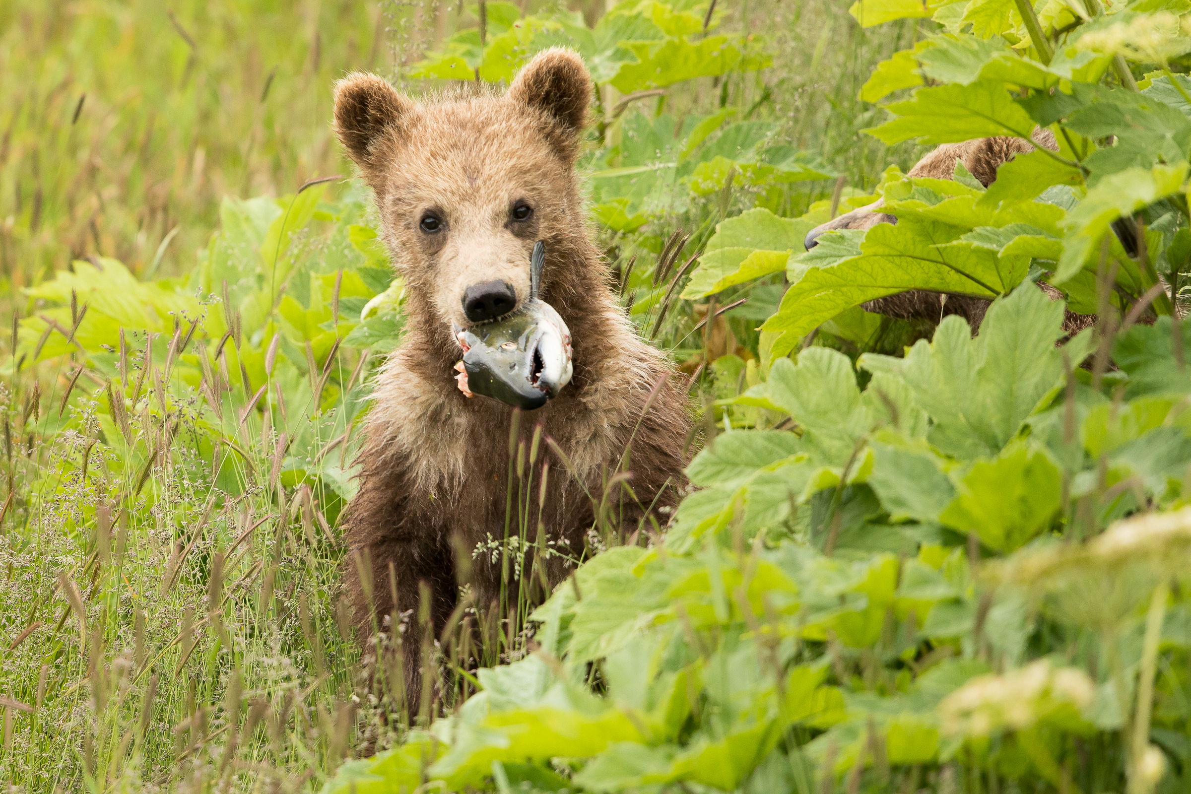 A small brown bear cub with a salmon head in its mouth.