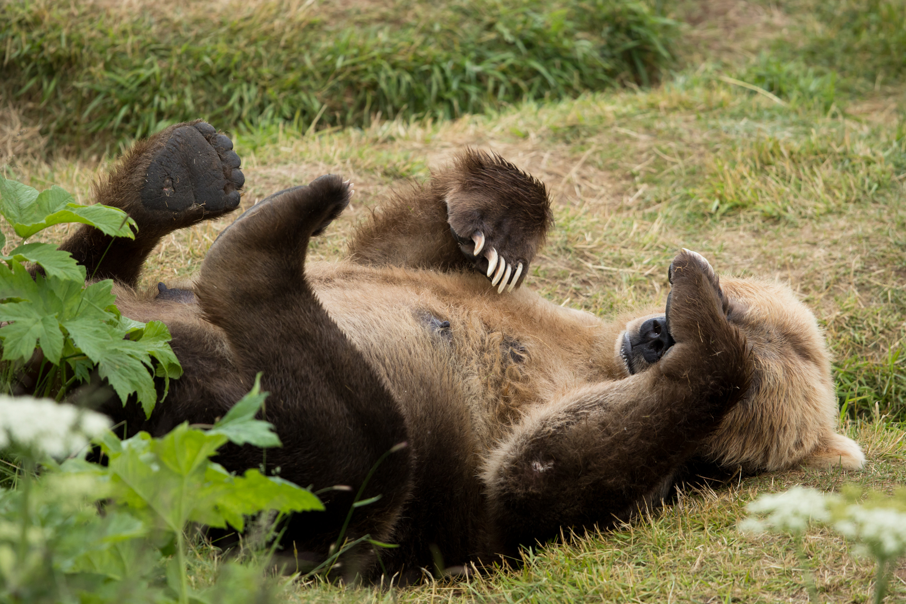 A brown bear female resting on her back with paws in the air and over her face.