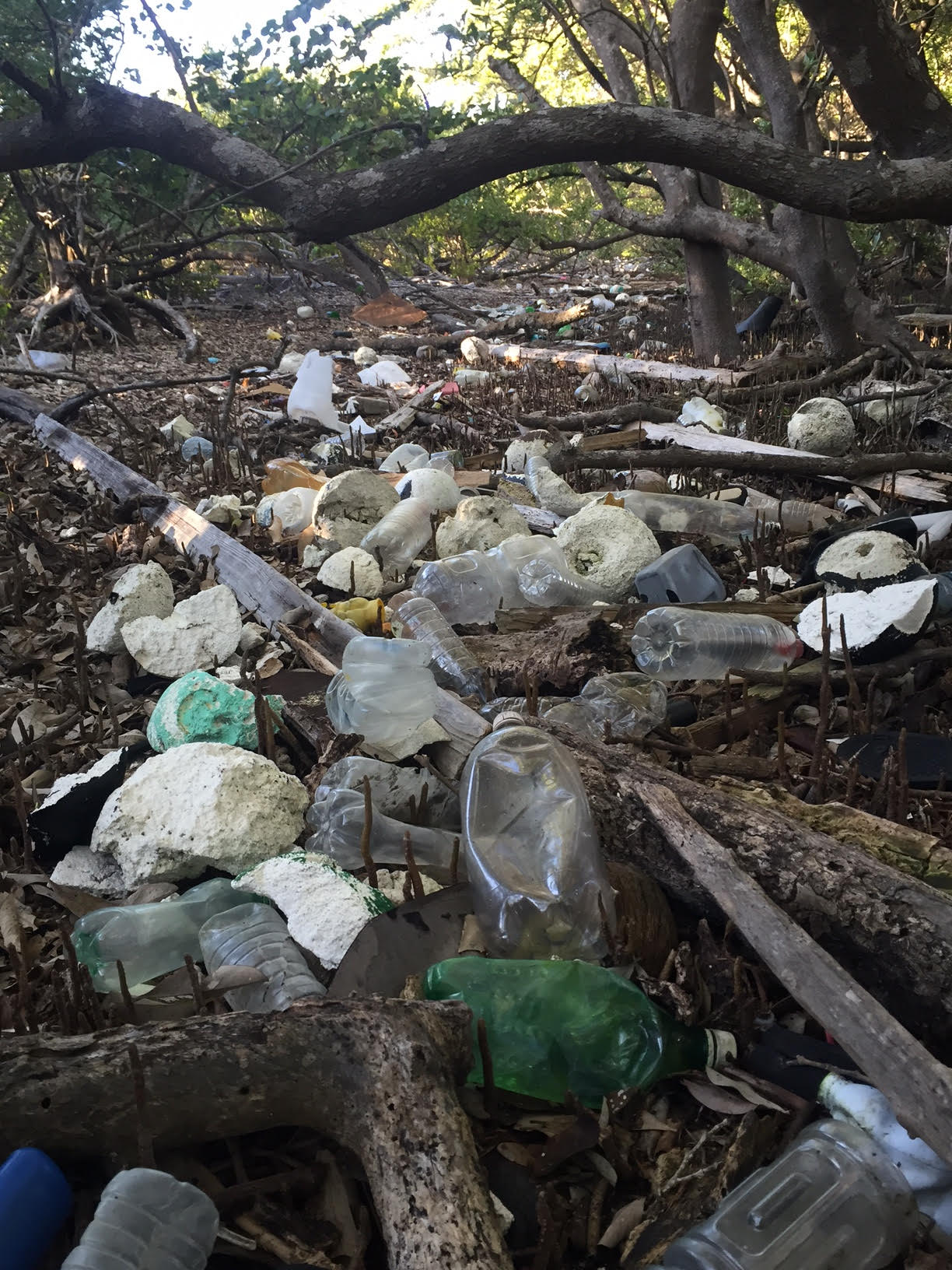 Plastic litter collects in the mangroves of the Florida Keys