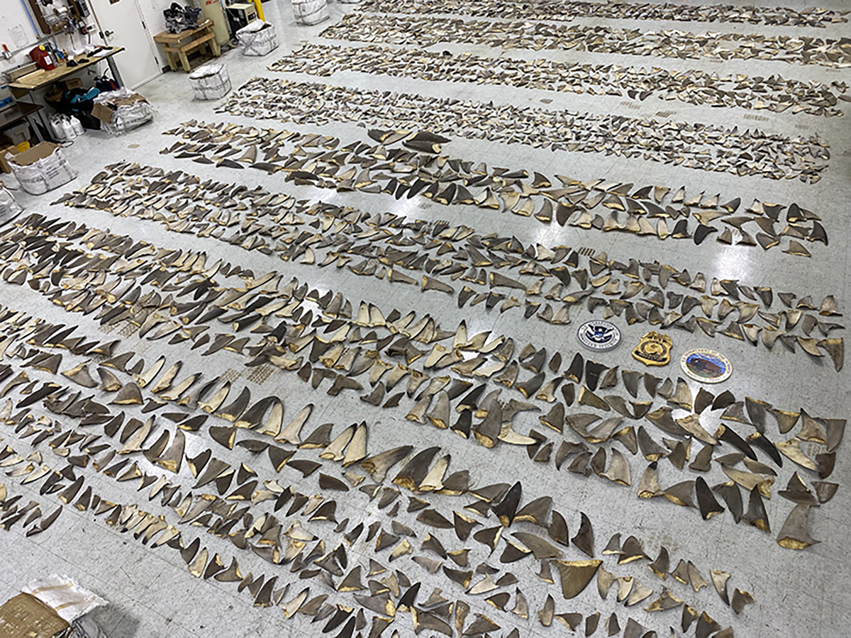 Rows of seized shark fins displayed on the floor.