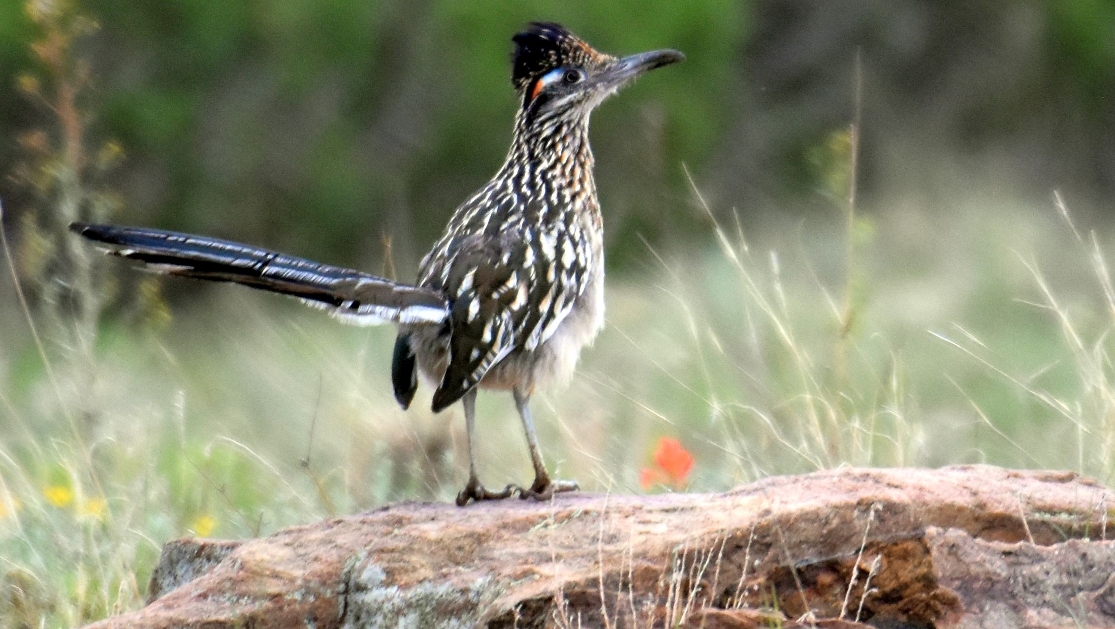 A medium-size bird with black and white feathers and a long tail standing on a rock in a field
