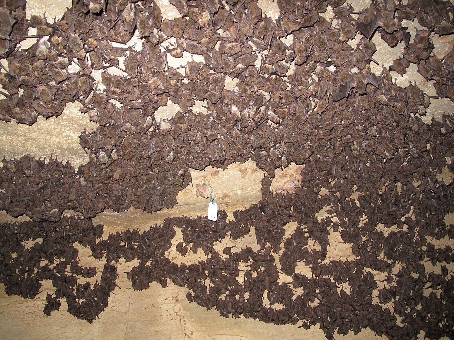 A hundred or more small brown-ish bats hanging upside down together in a cave