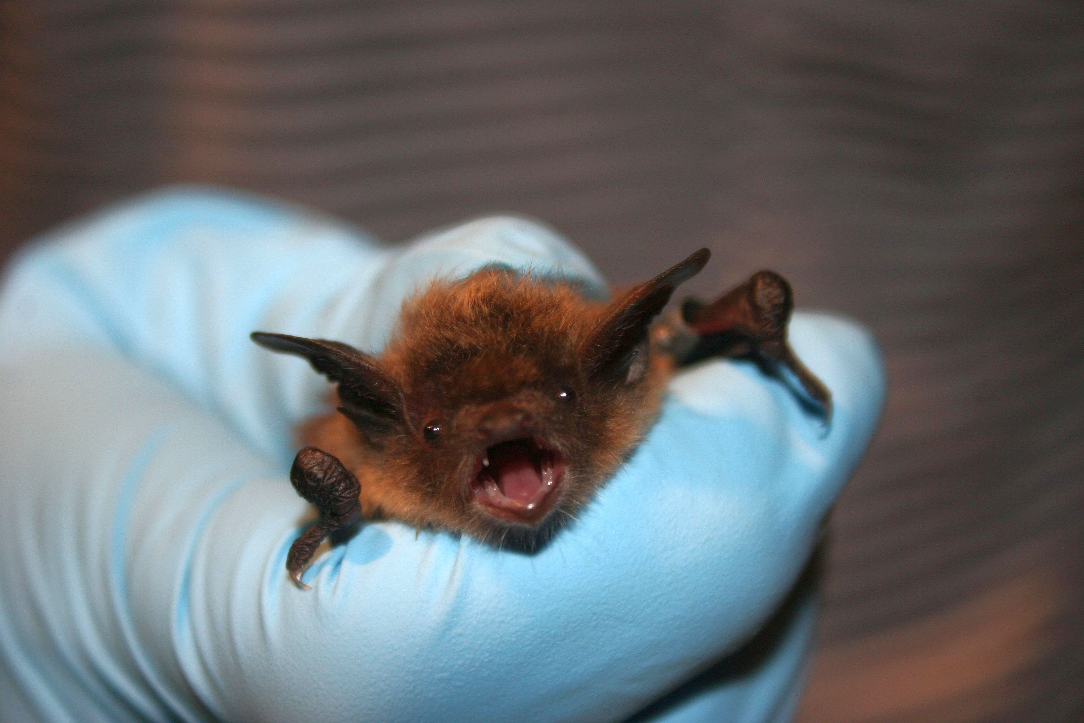 A small brown bat with an excited look on its face and its mouth wide mouth in the gloved hand a of biologist