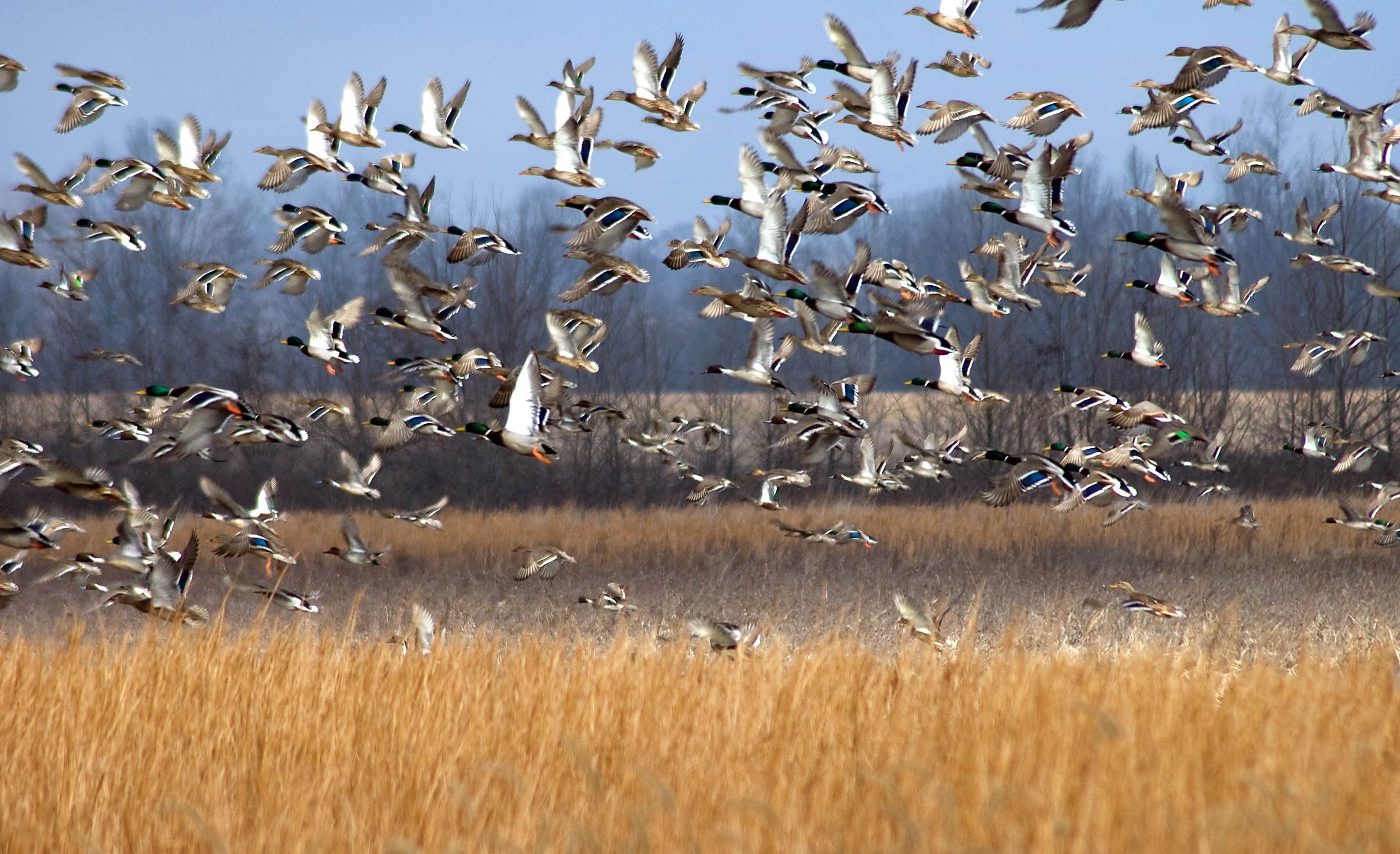 Dozens of waterfowl flying over a grassy wetland