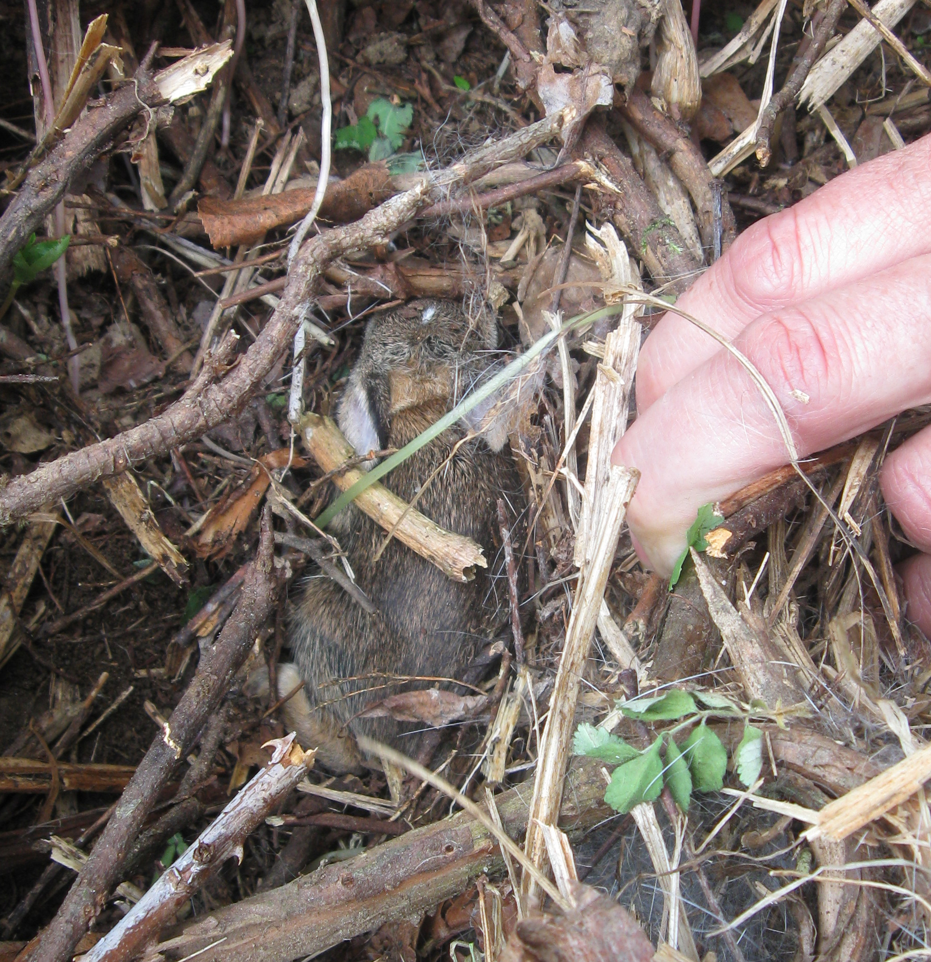 A juvenile eastern cottontail in a nest.