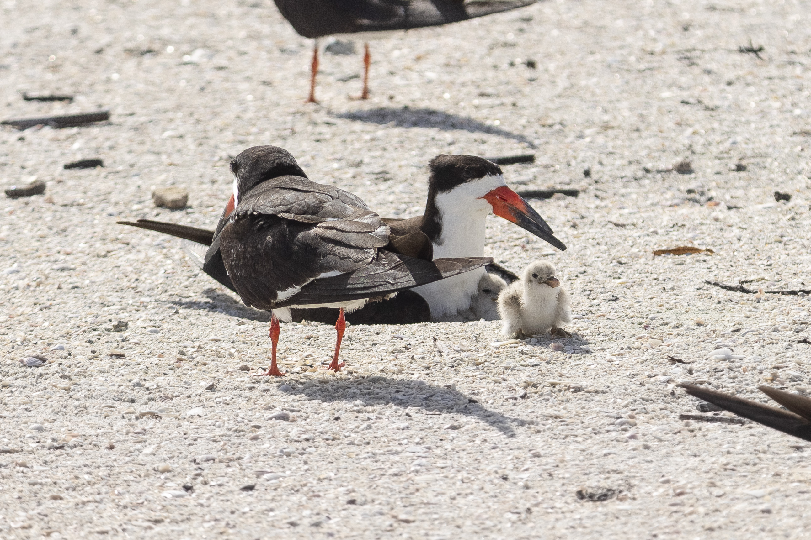 Black skimmer pair with chicks FWS.gov