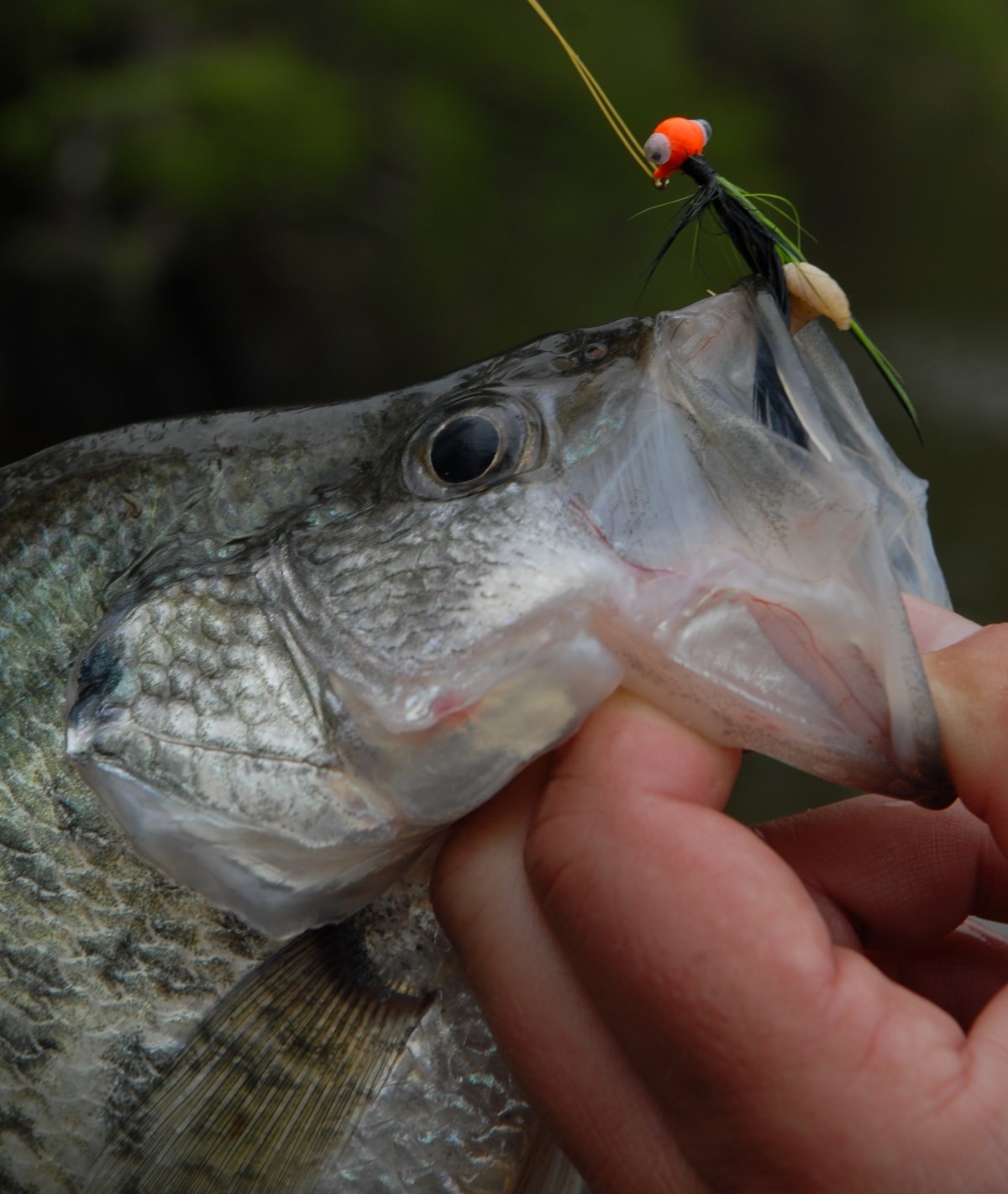 A crappie fish being held showing the fishing lure it was caught with. 