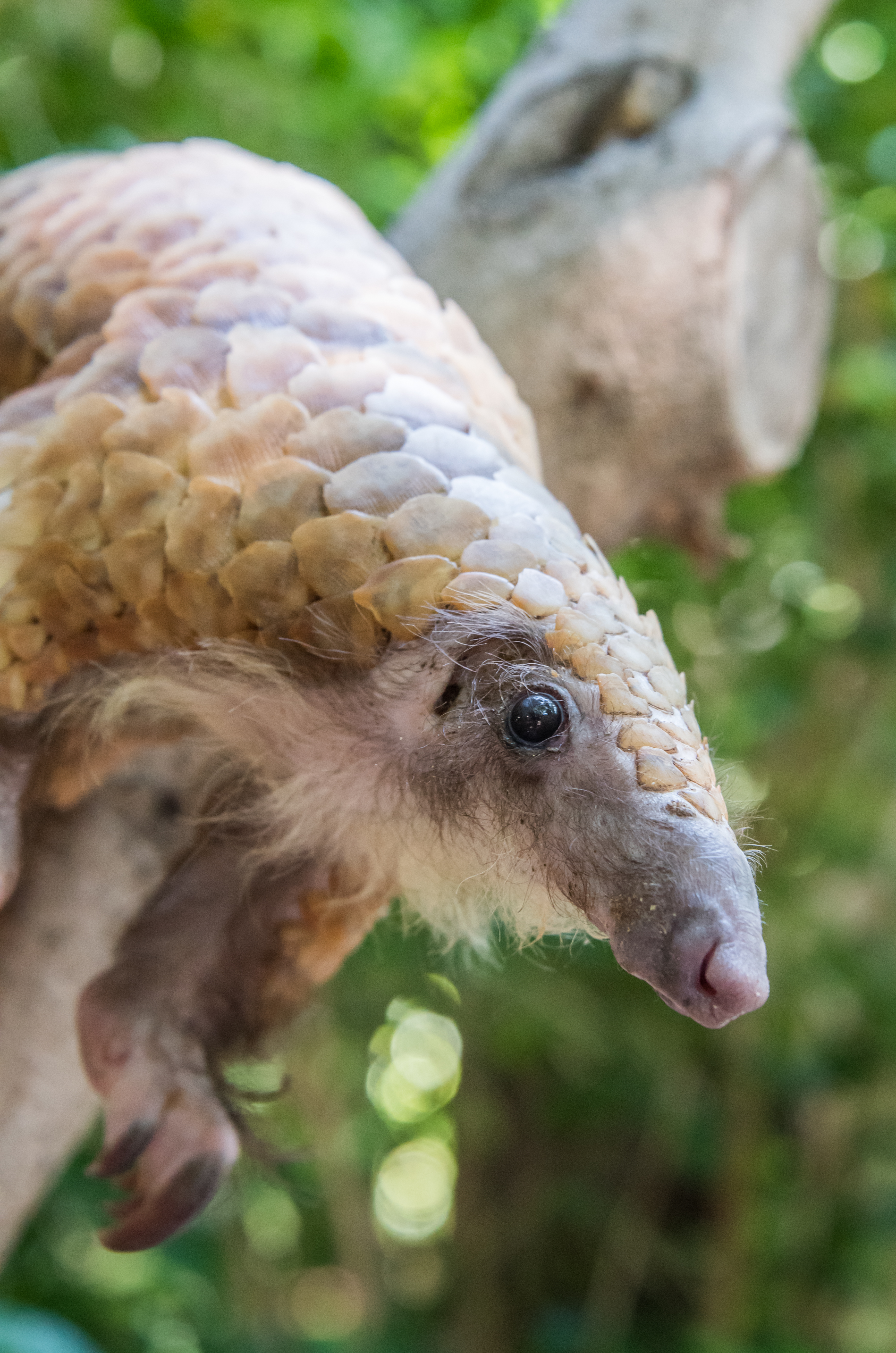 Close-up of a white-bellied pangolin in a tree, showing its long nose, hairy face and chin, powerful claws, and scale-covered body.