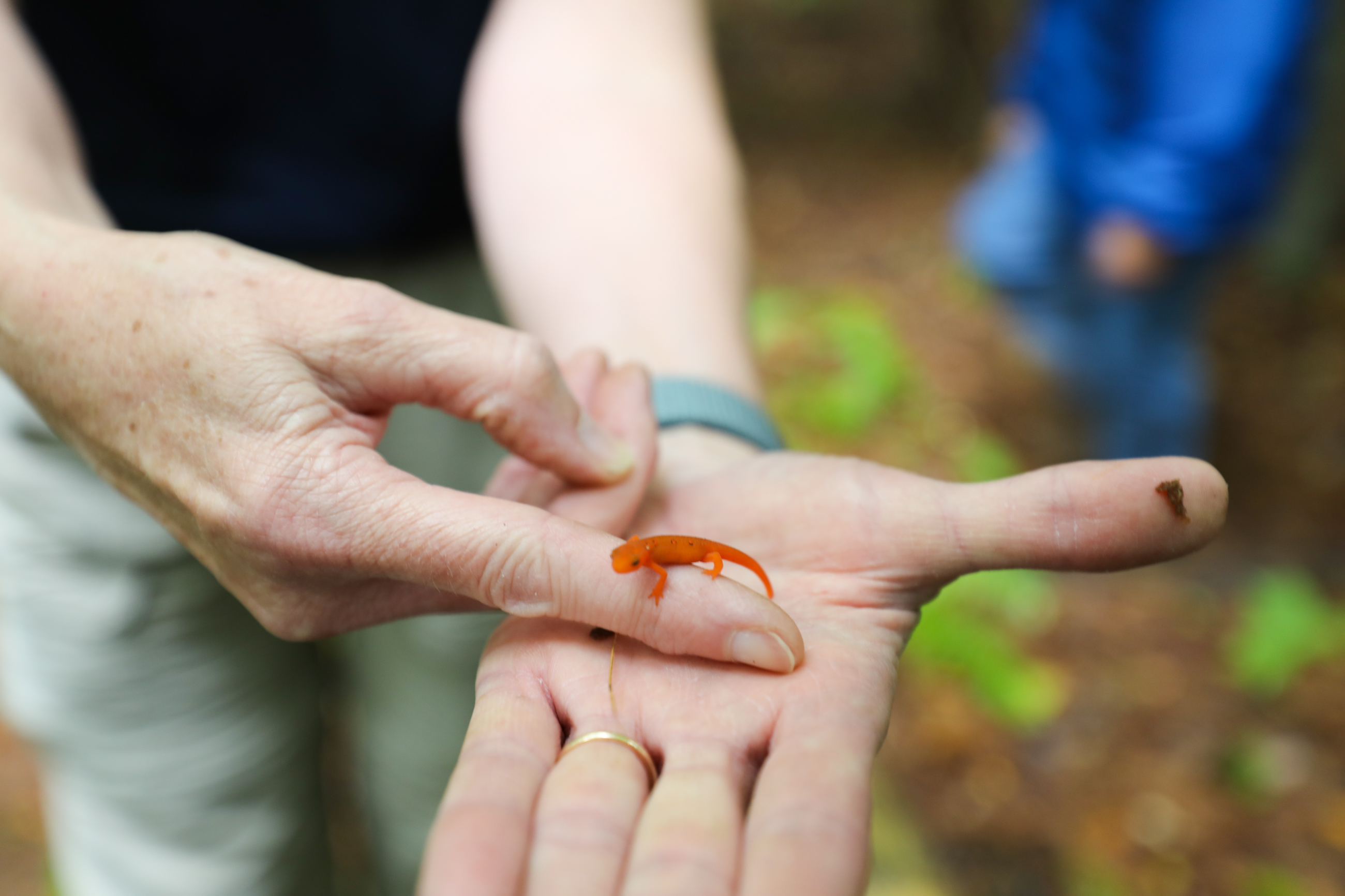 A close-up photo of a woman's hands, she has her palm open as a small orange newt walks across it. 