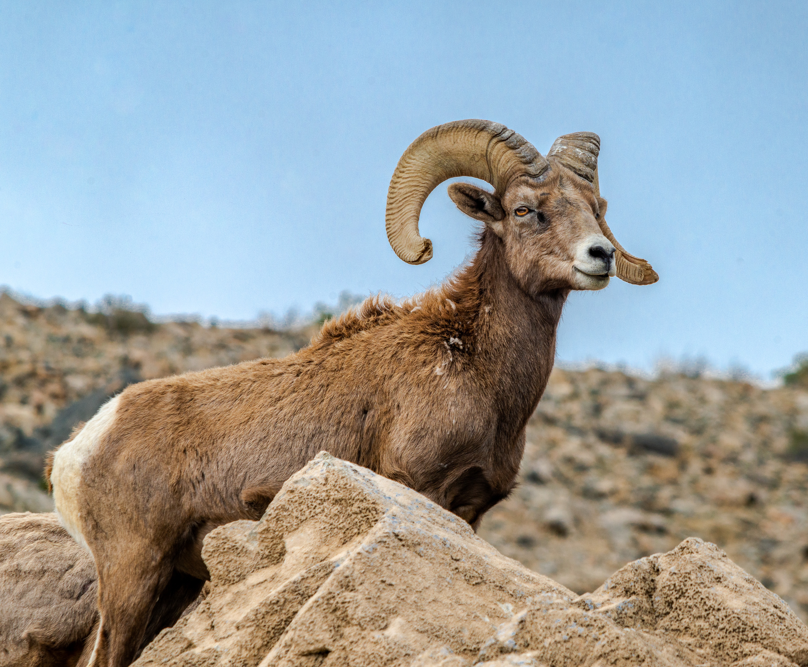 Desert bighorn sheep standing on a rock ledge