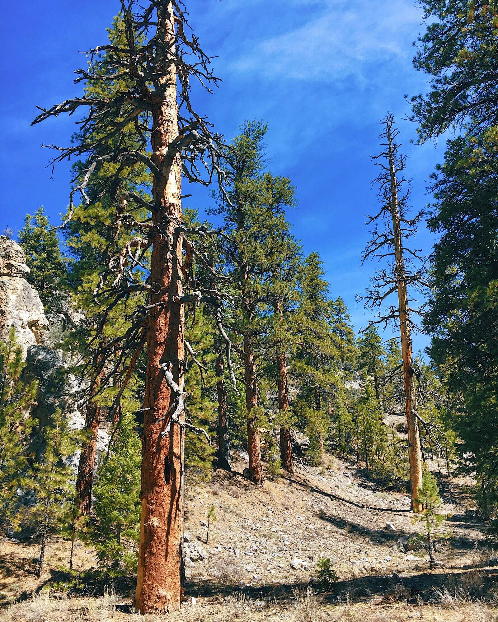 Desert NWR Hidden Forest Trail Ponderosa FWS.gov