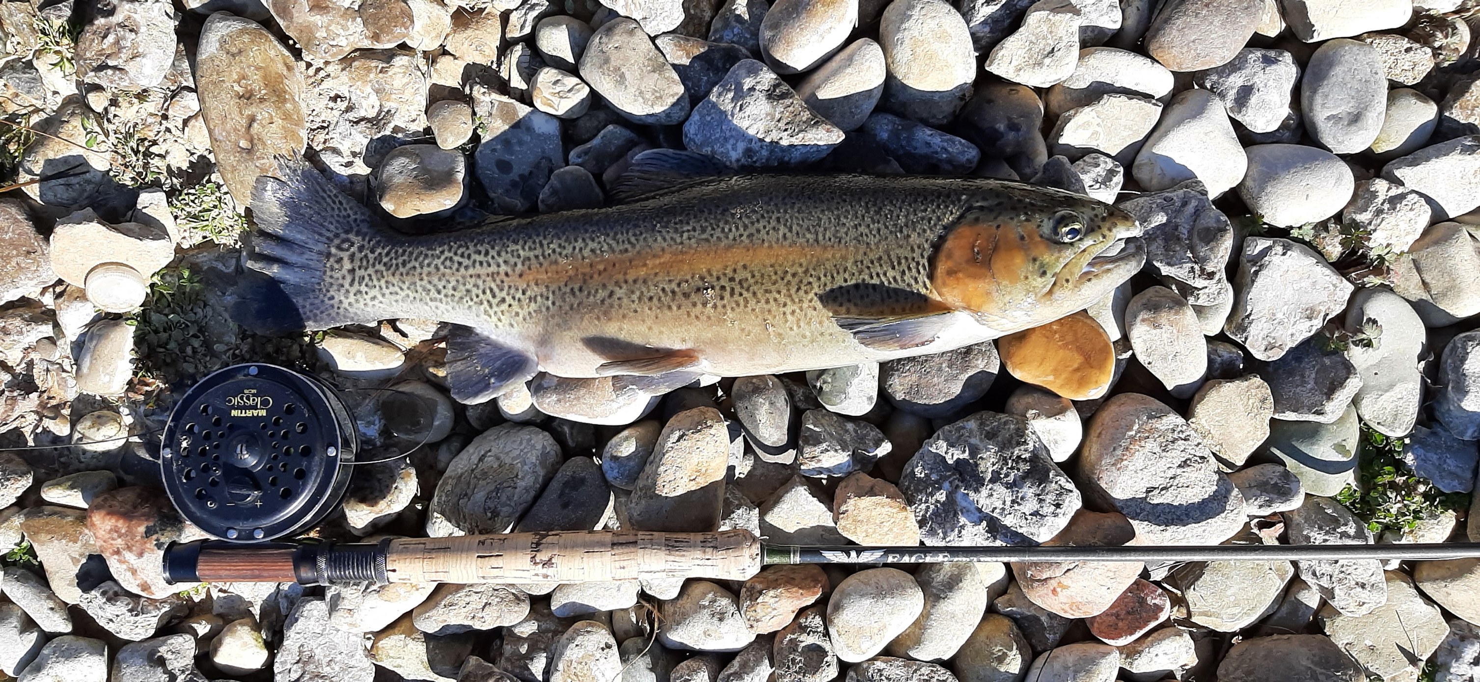 Fly fishing rod and trout 
