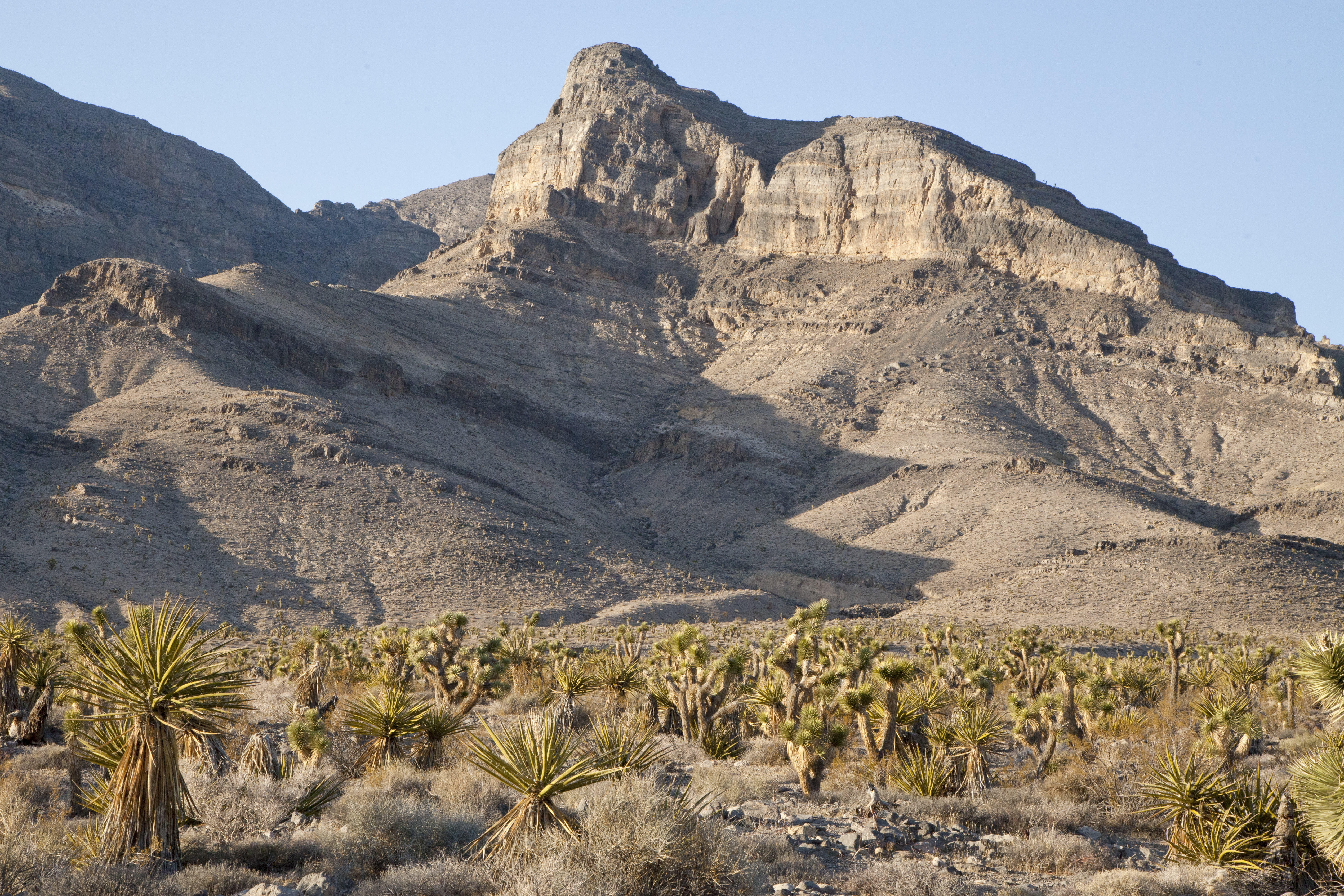 Desert landscape; mountains in the distance and yucca trees in the foreground