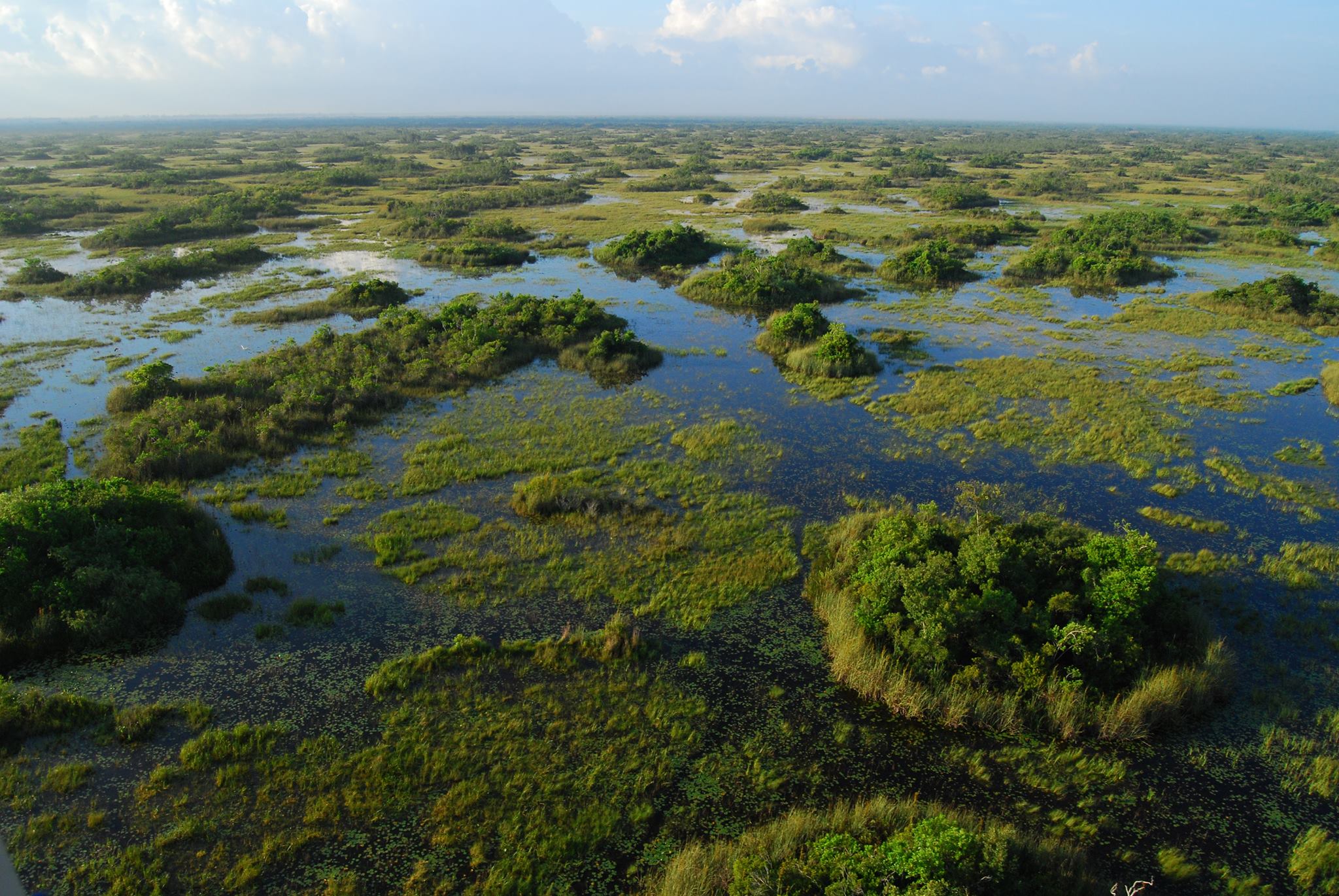 Aerial view of marshes and tree islands surrounded by water.