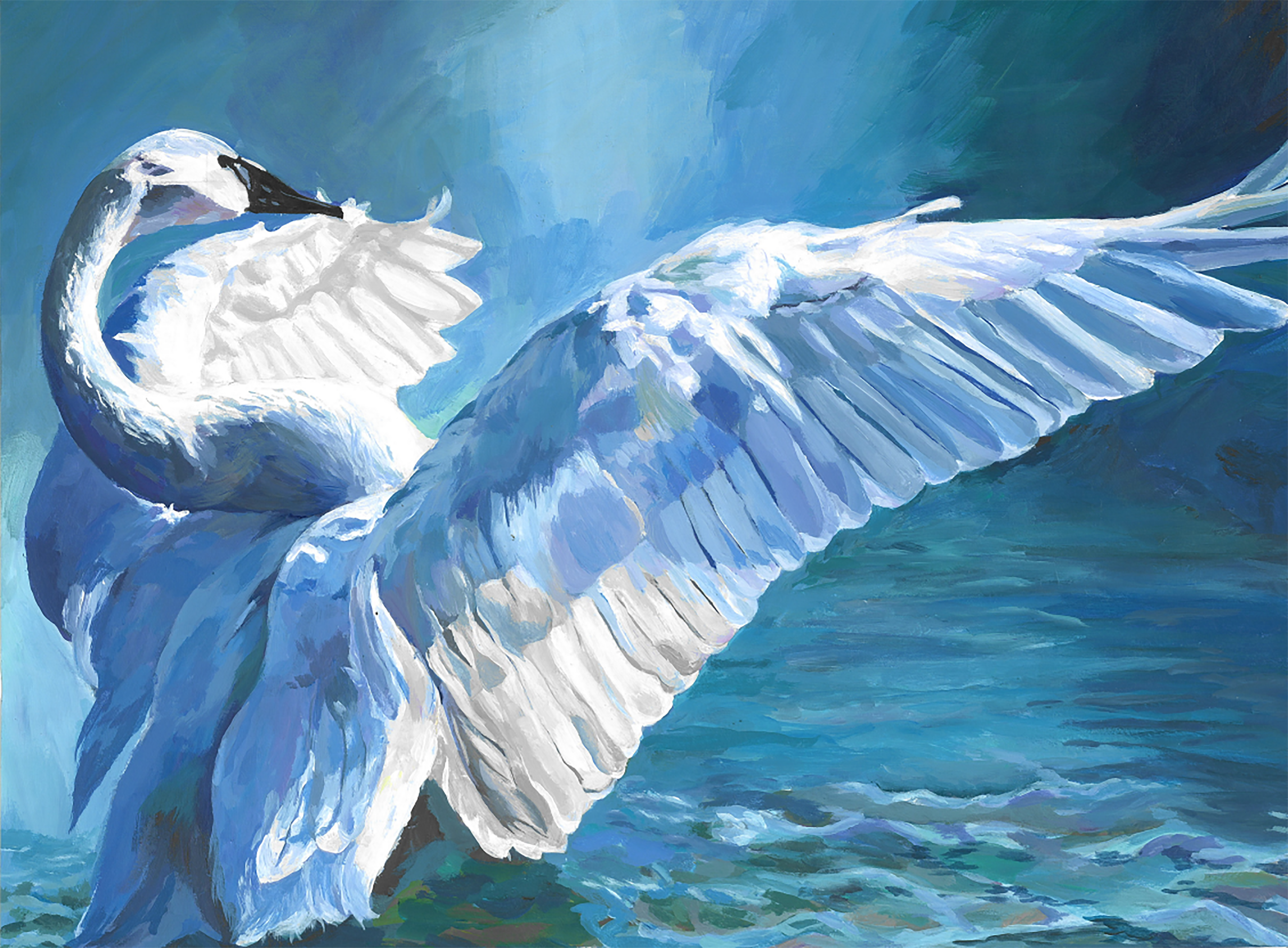 Virginia Junior Duck Stamp Best of Show artwork, Trumpeter Swan fanning wings over water.