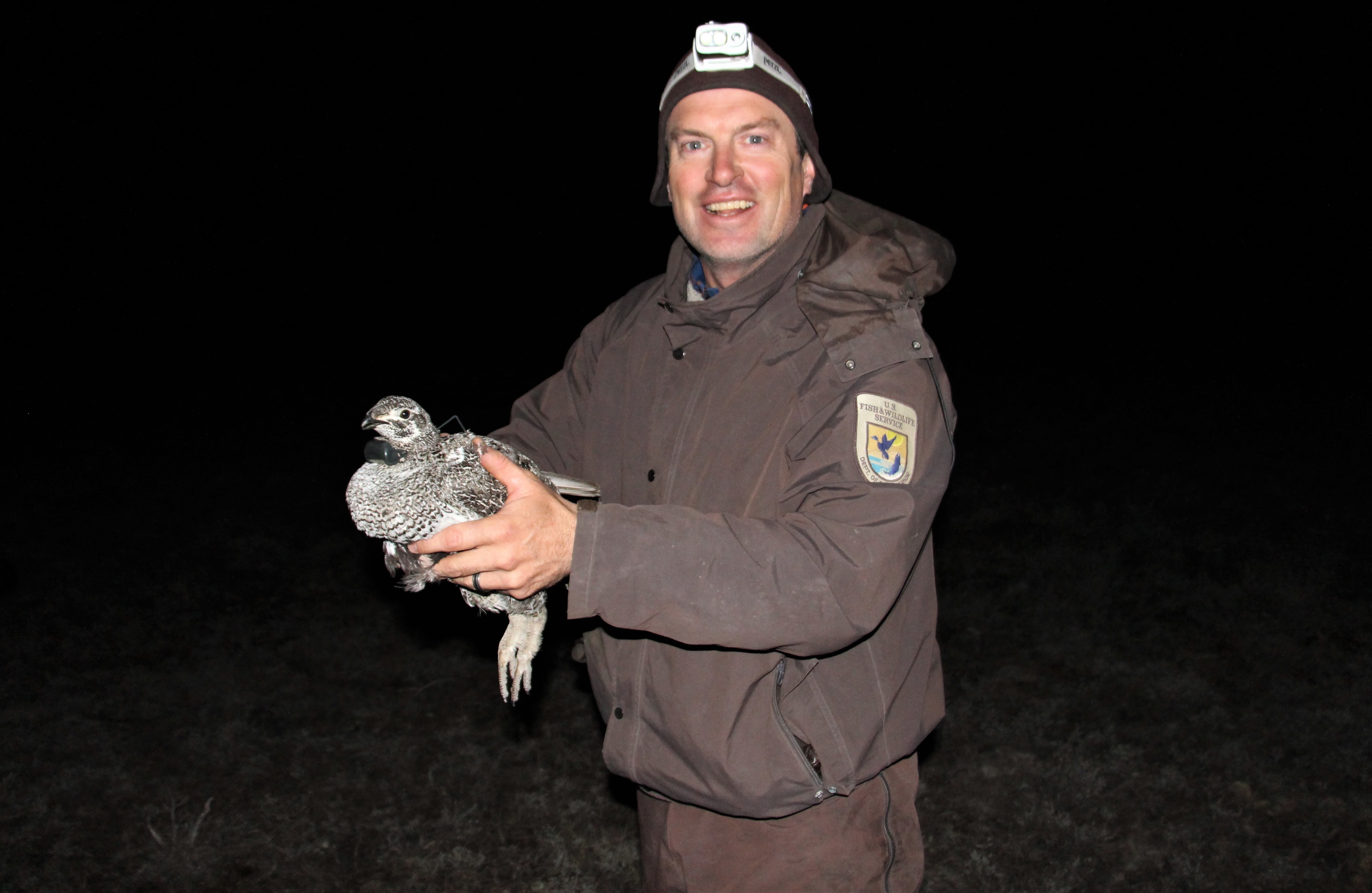 A biologist holds a radio collared hen sage grouse ready to be released.