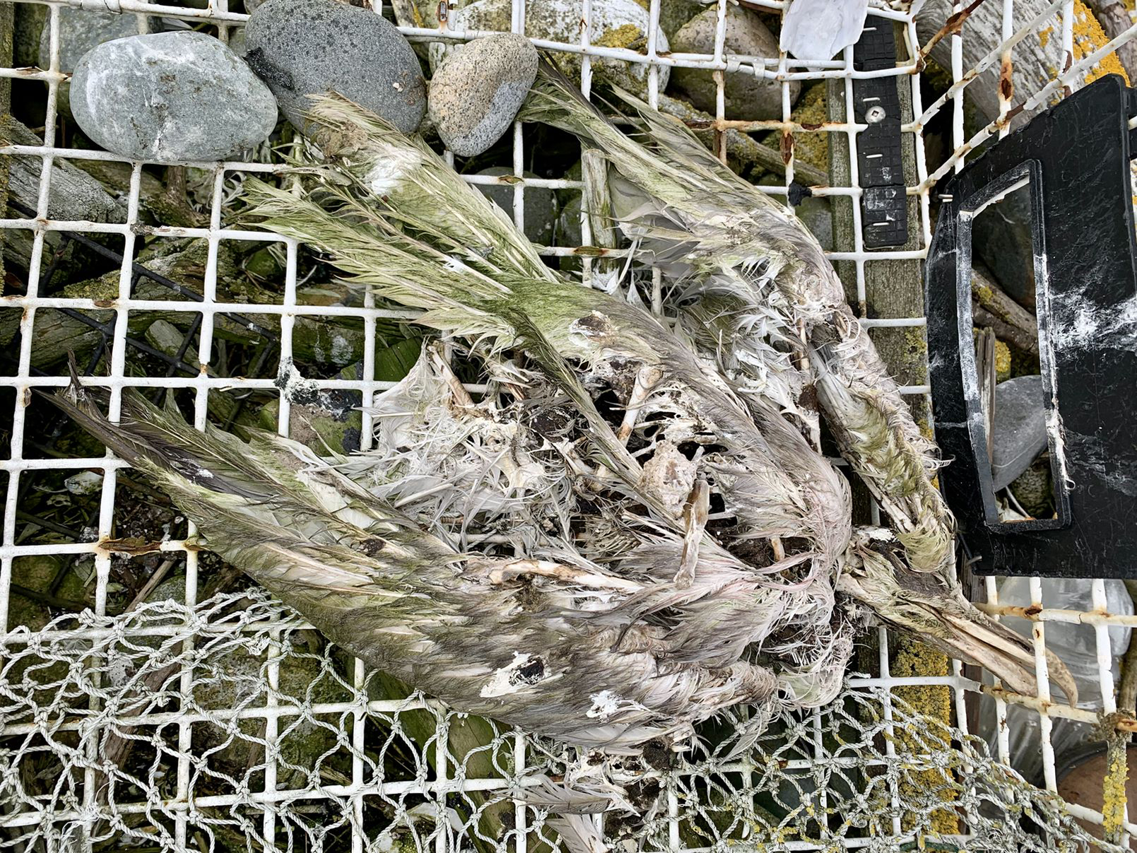 the remains on a dead bird on a lobster trap