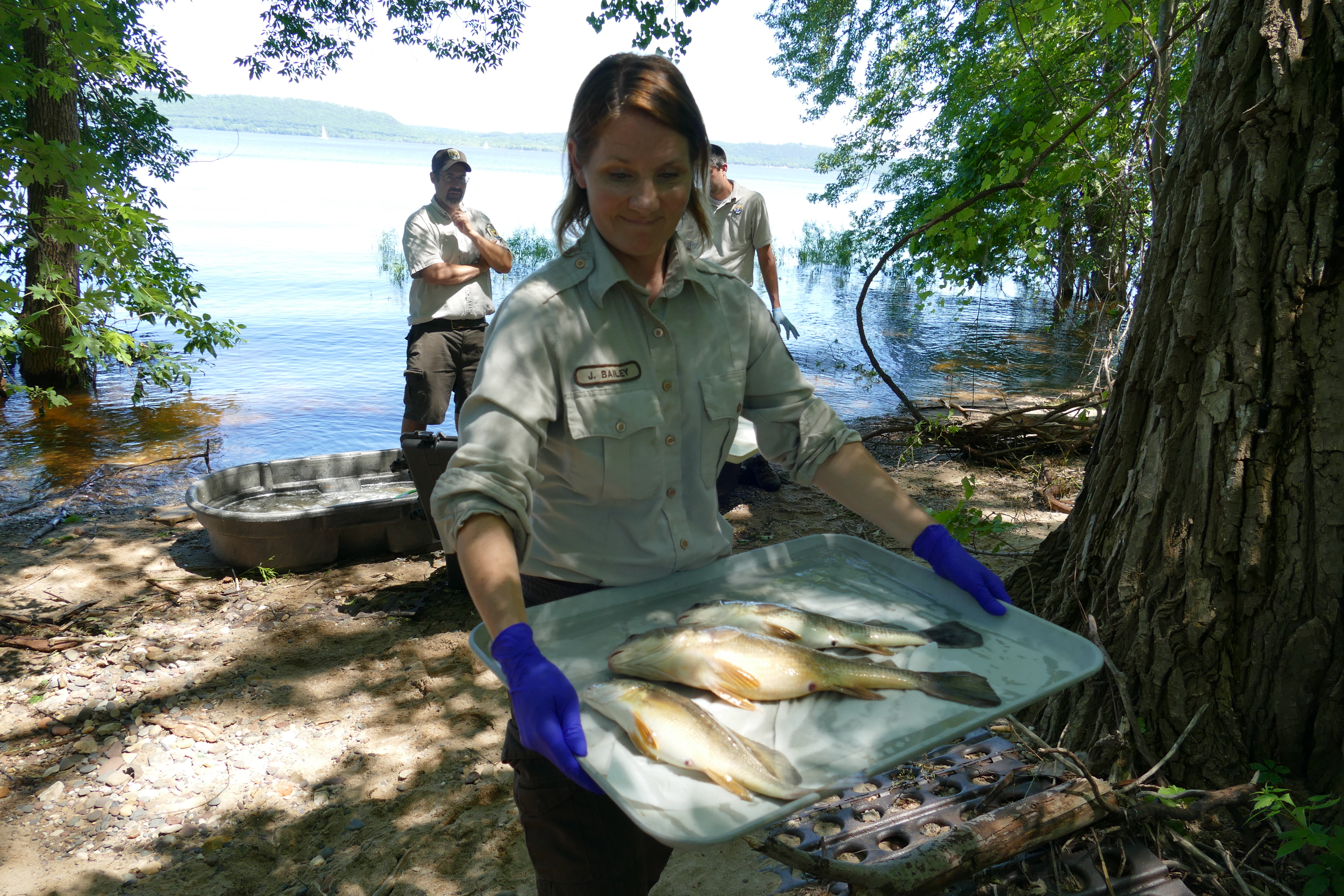 Woman carries tray of fish to perform fish inspection on wild fish by La Crosse Fish Health Center.